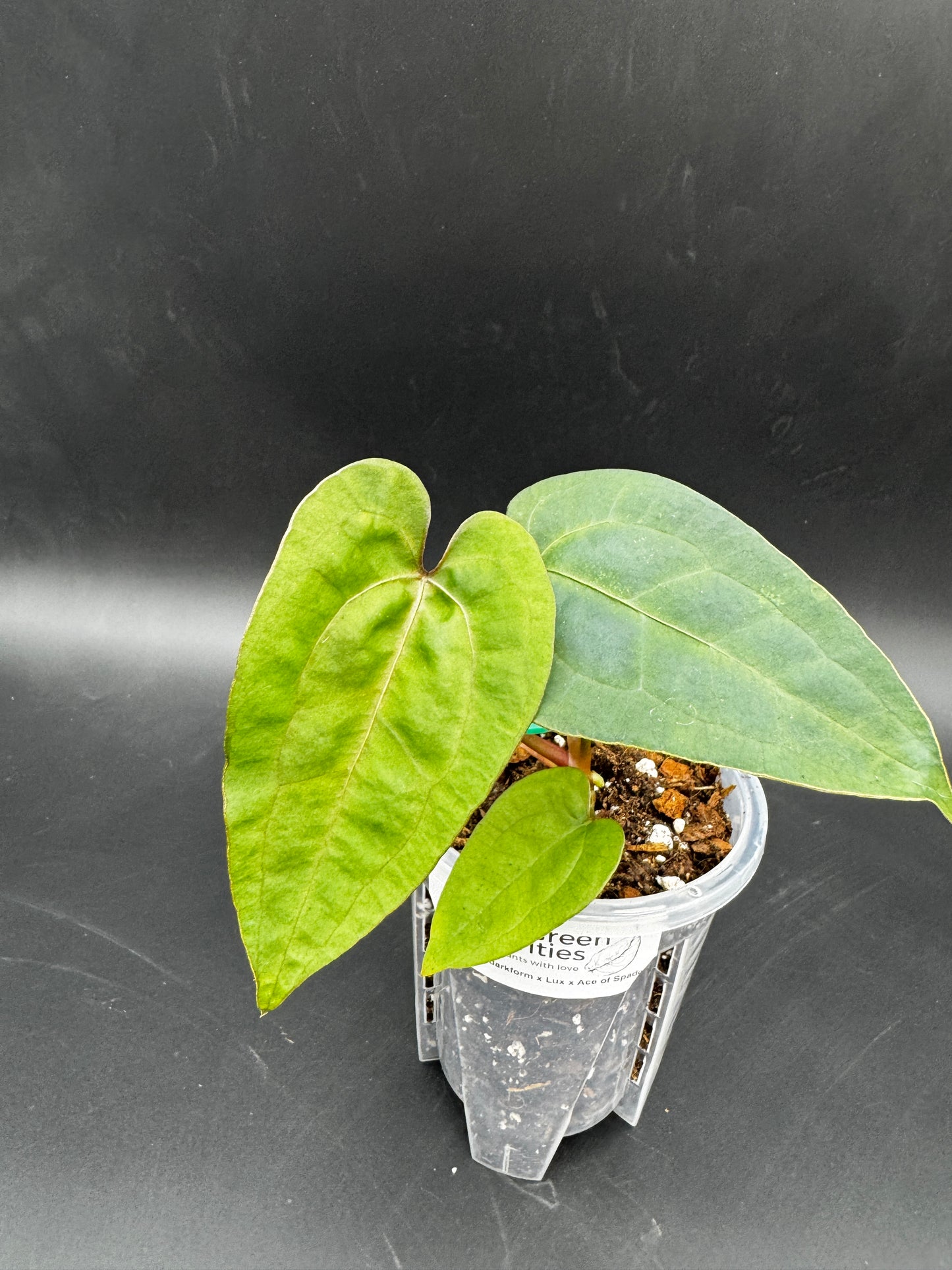 Anthurium Ace of Spades darkform x Luxurians X Ace of Spades