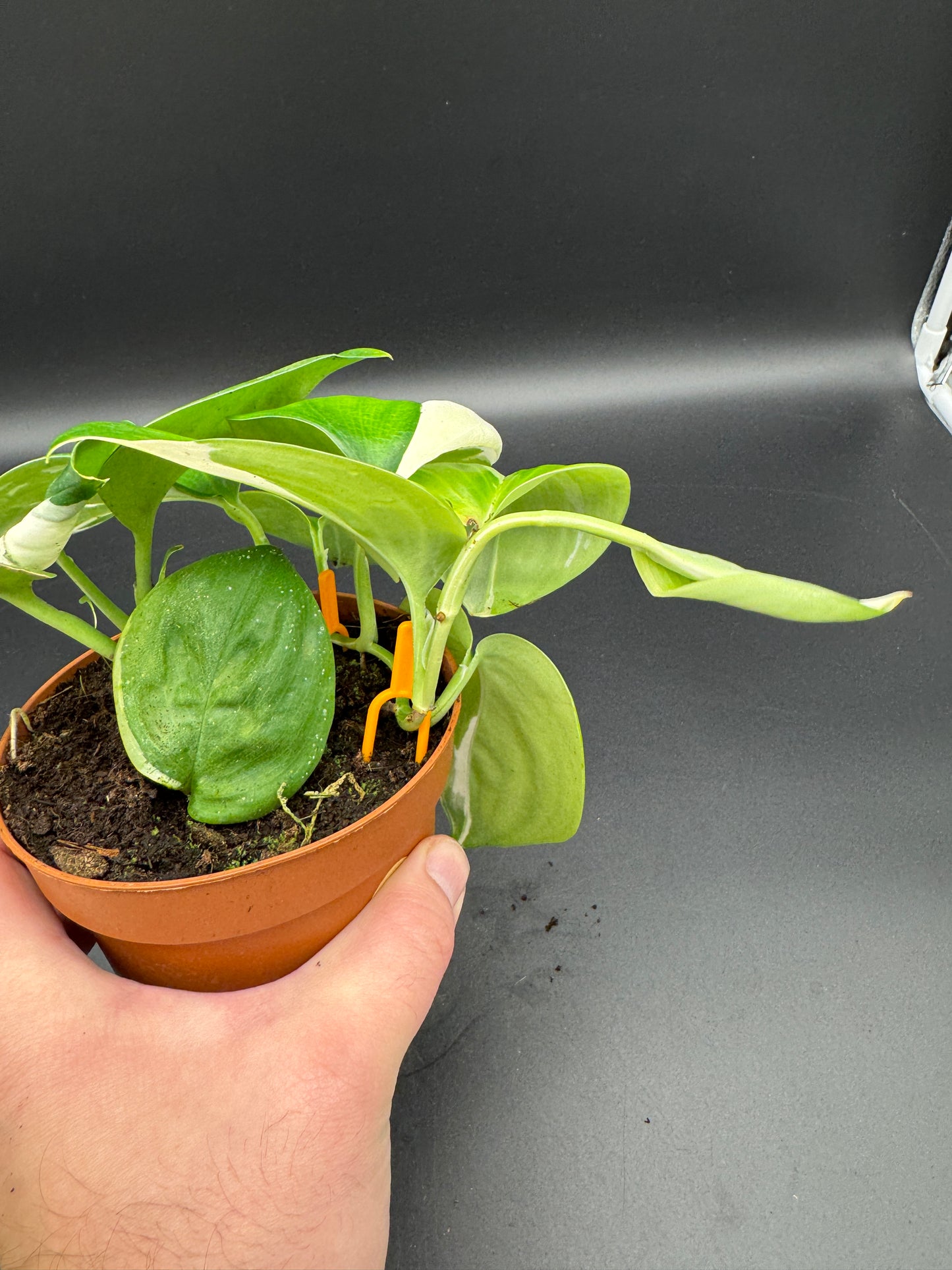 Scindapsus treubii moonlight variegata.