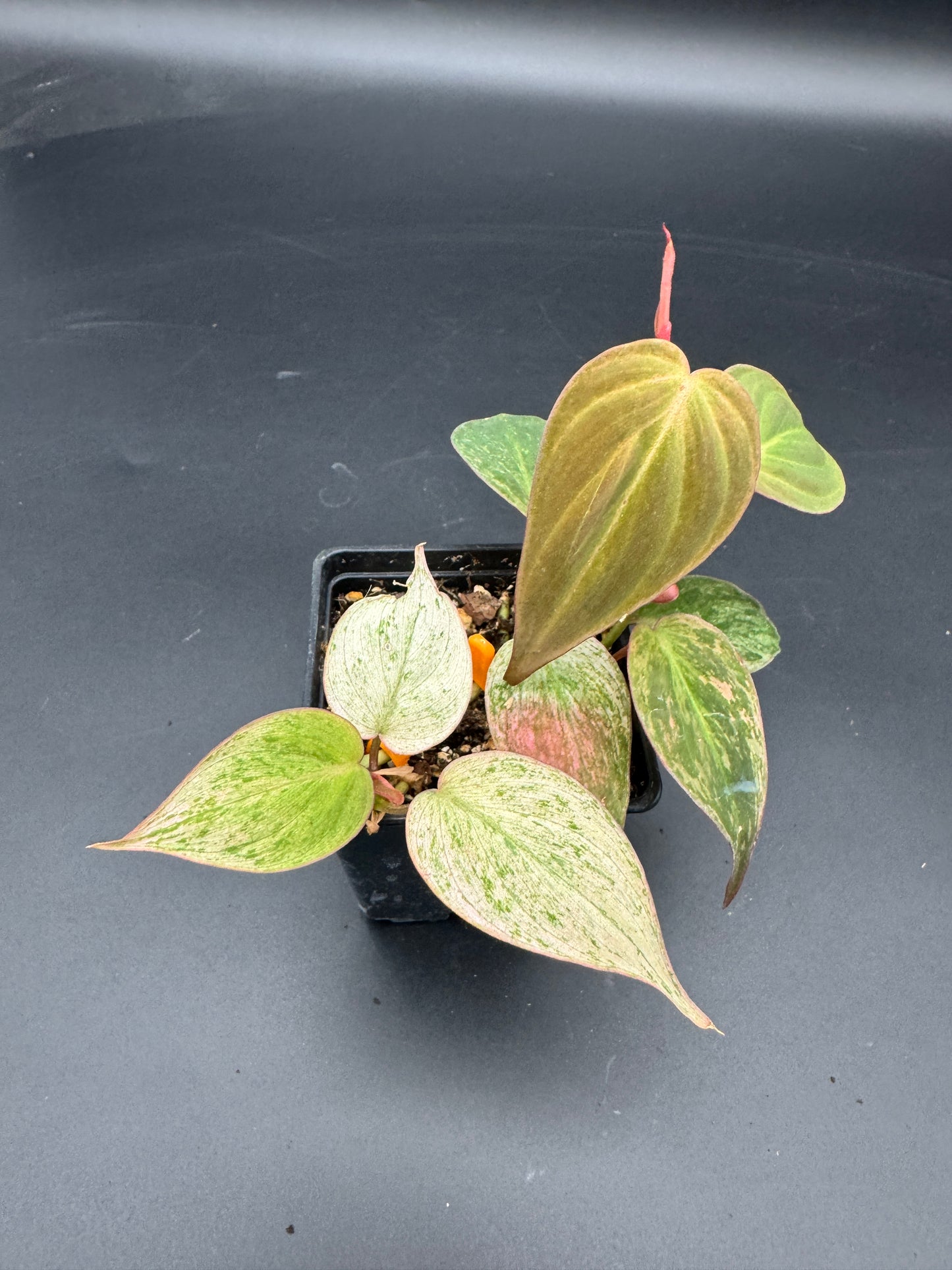 Philodendron micans pink marble variegata