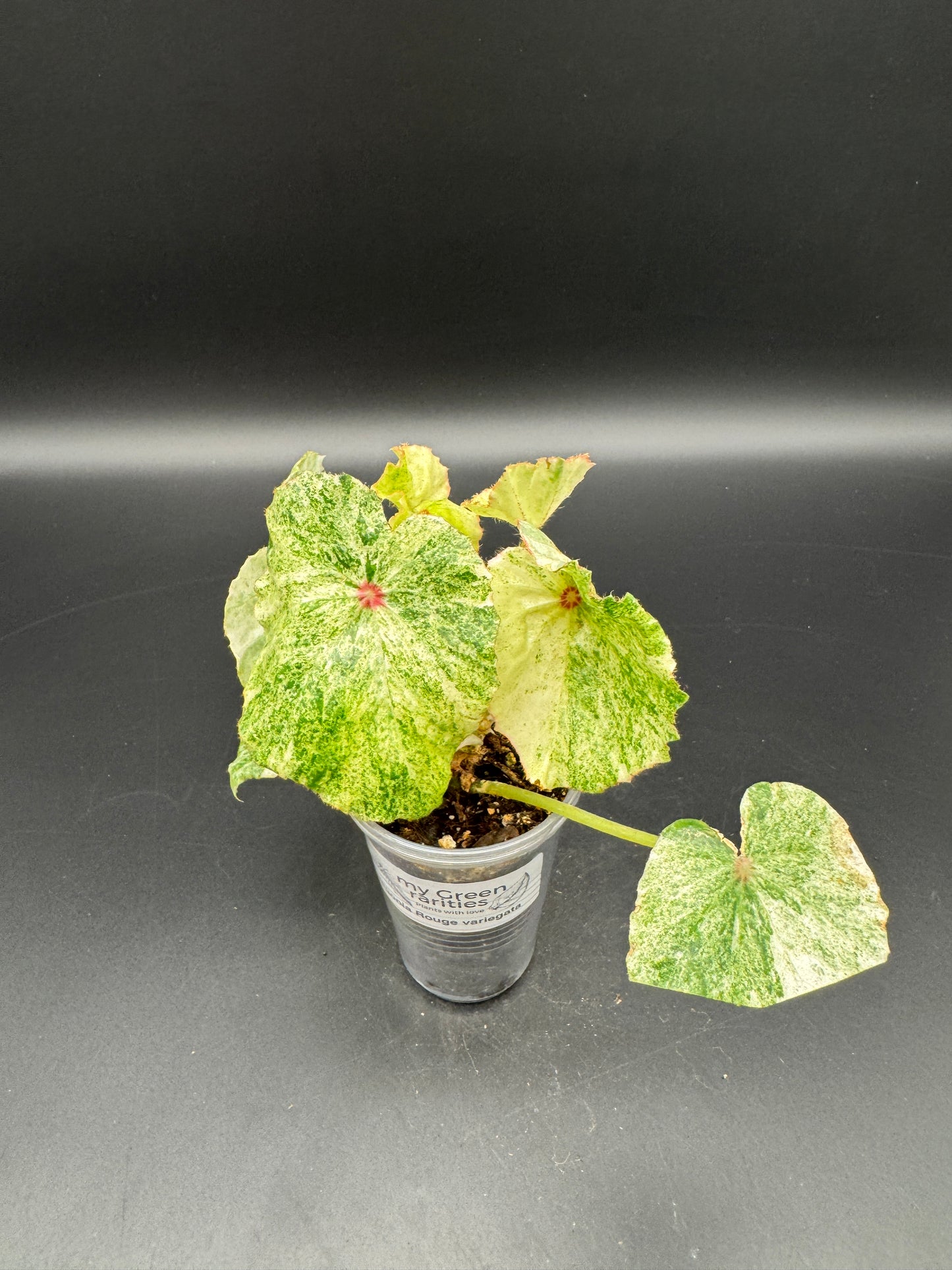 Begonia Rouge variegata