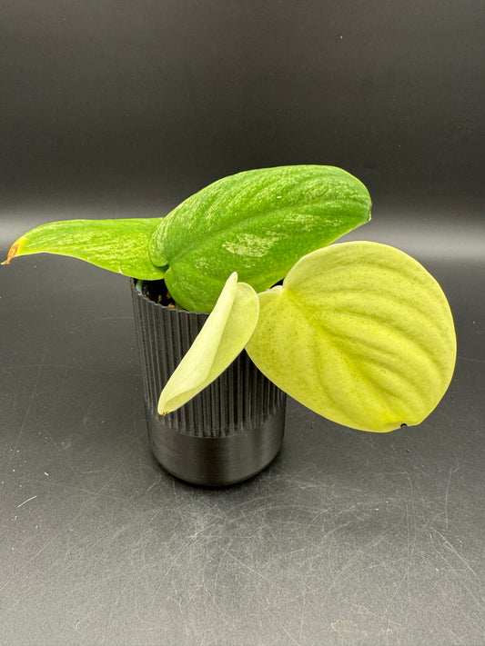 Scindapsus jade Satin golden mint variegata