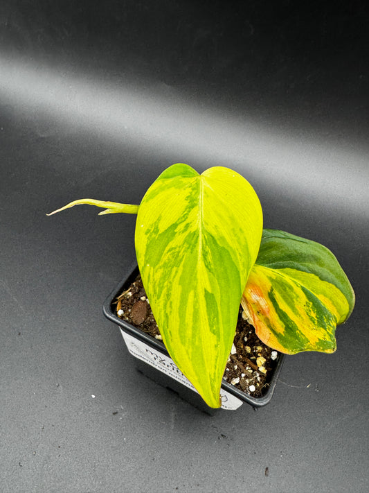Philodendron micans variegata