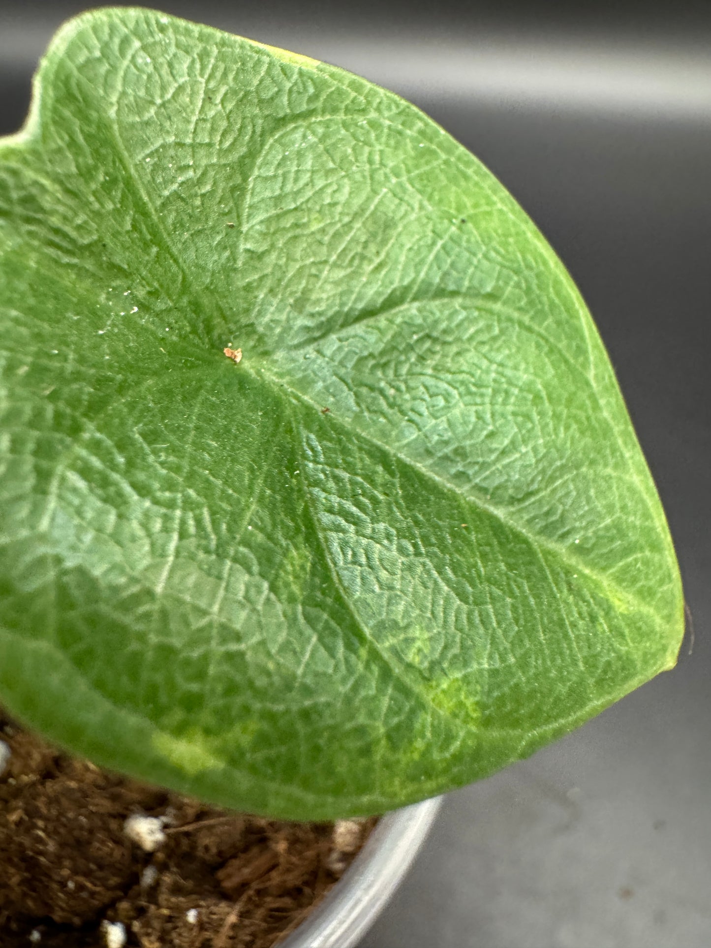 Alocasia melo aurea variegata