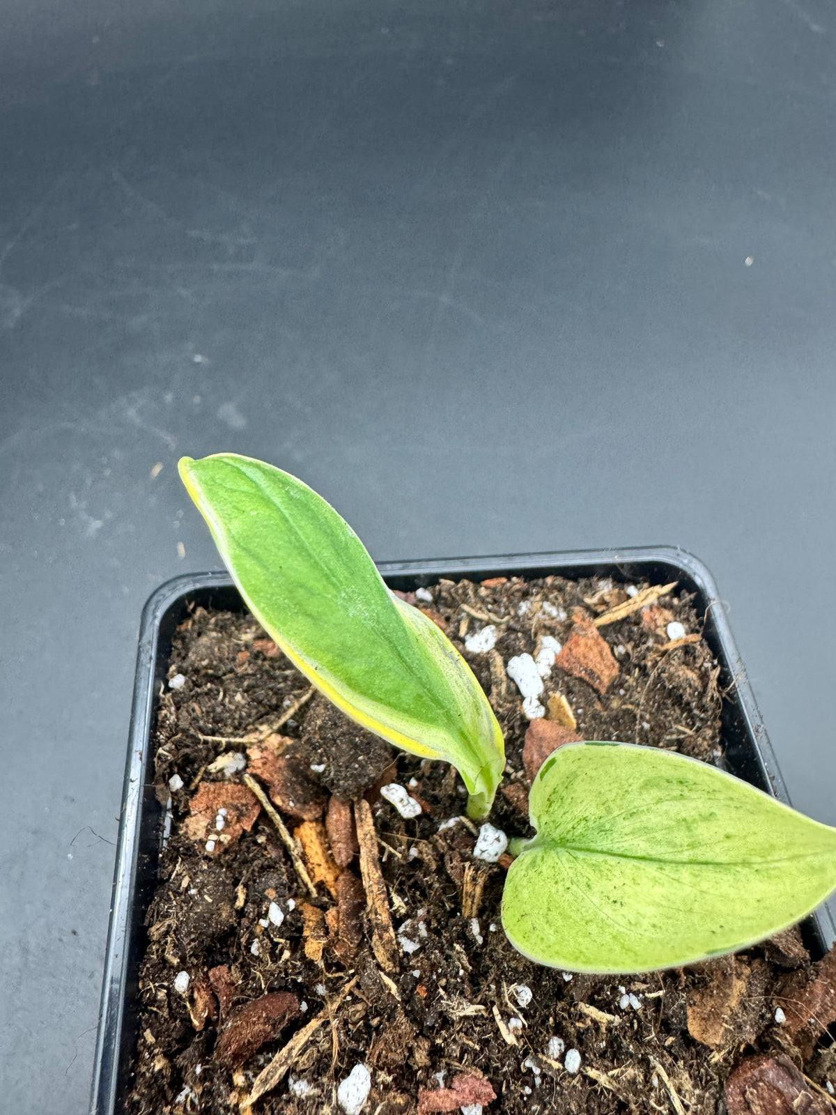 Scindapsus super Star