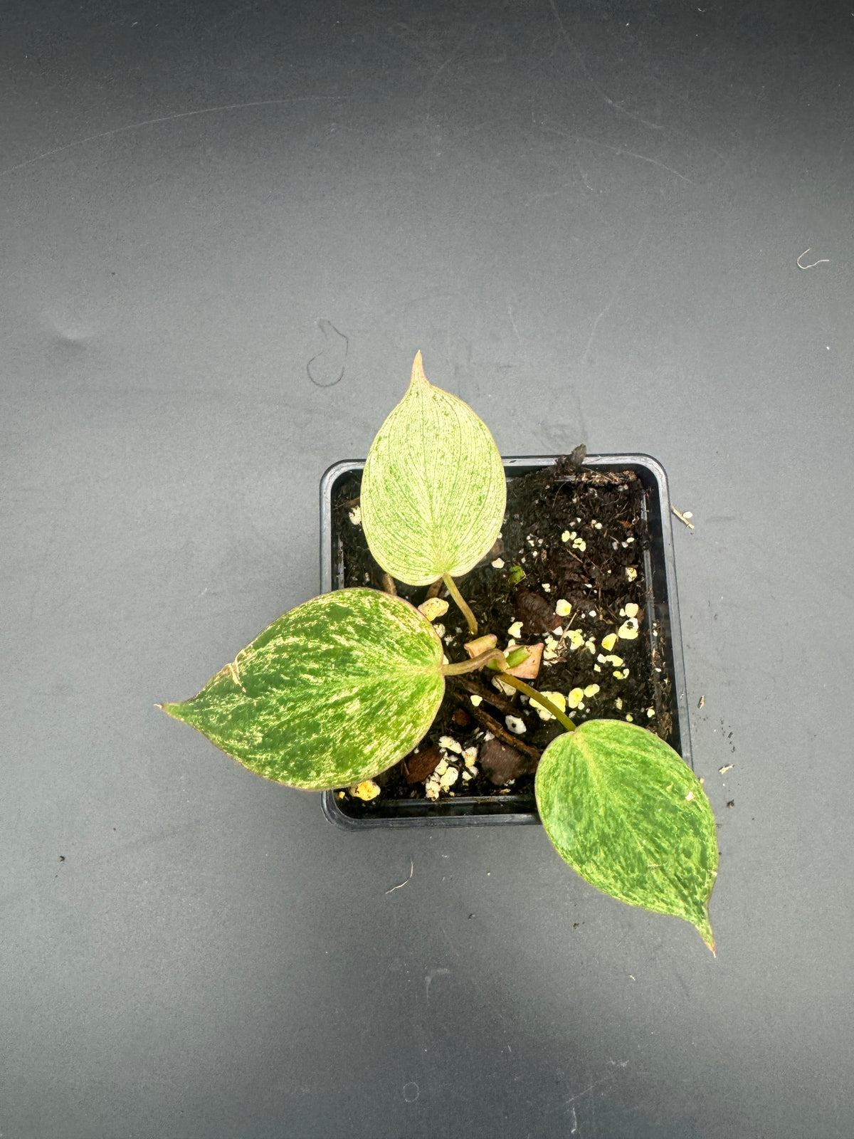 Philodendron micans pink Marble variegata