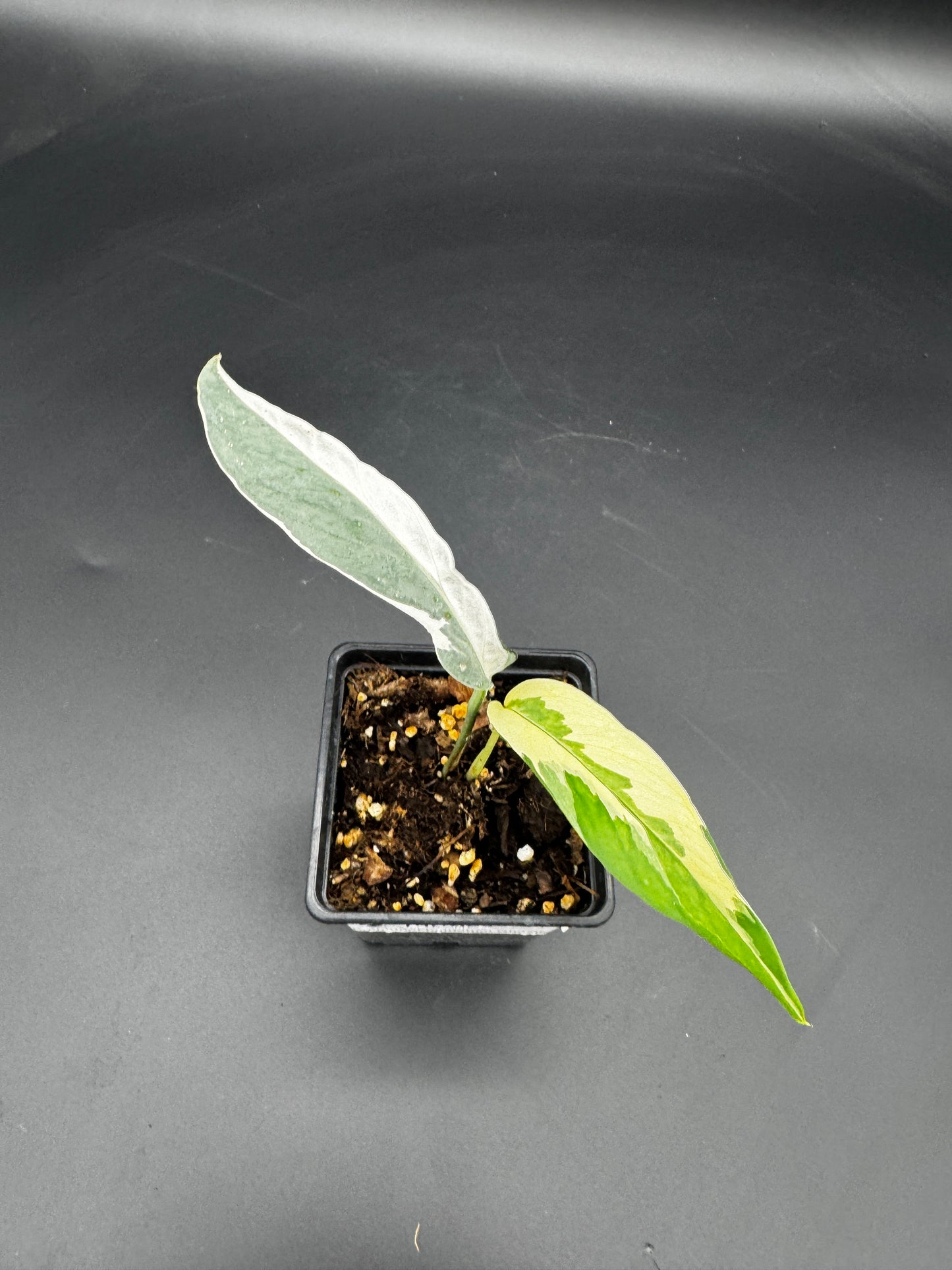 Epipremnum pinnatum Ghostie