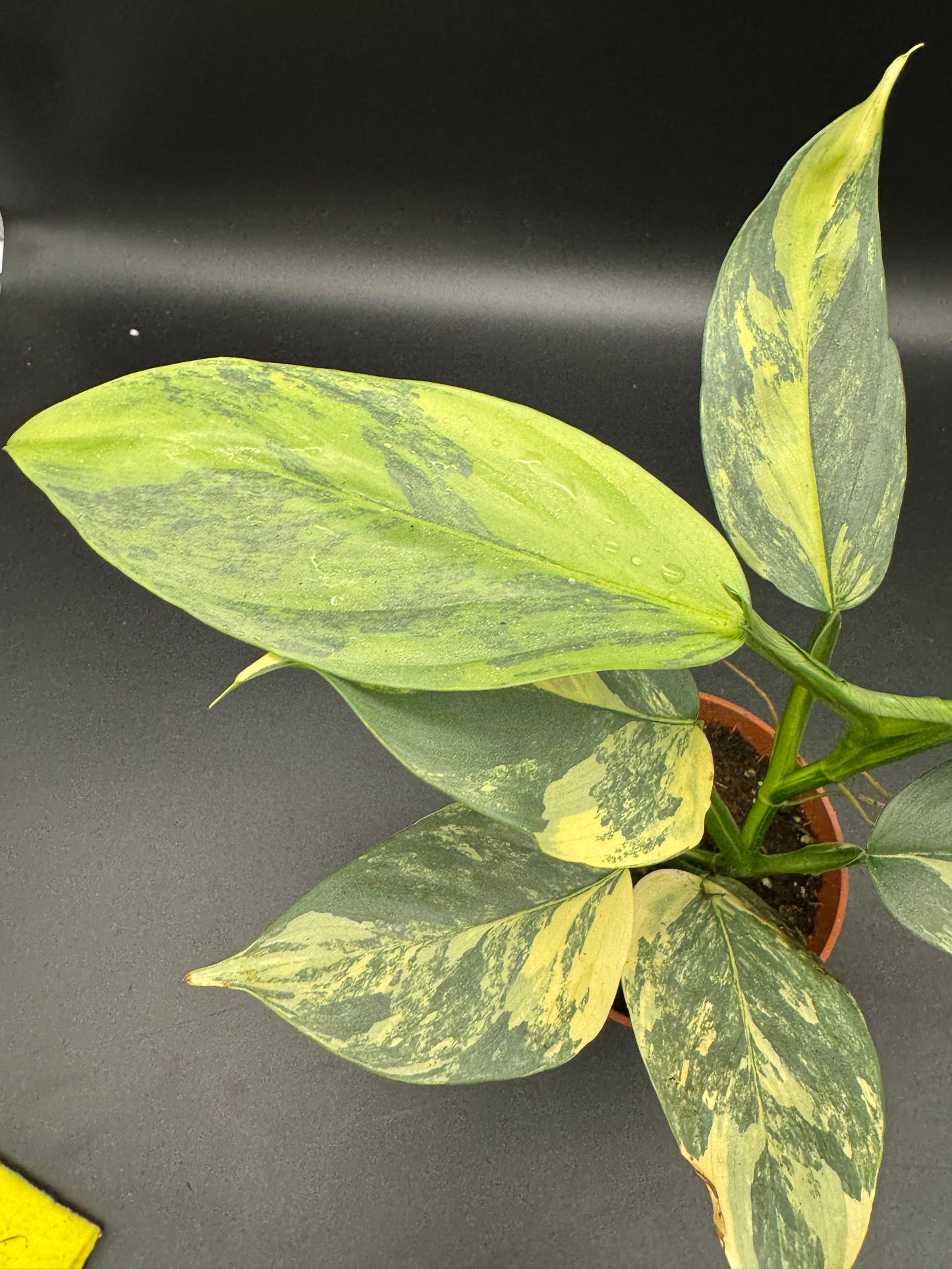 Philodendron Silver Sword variegata