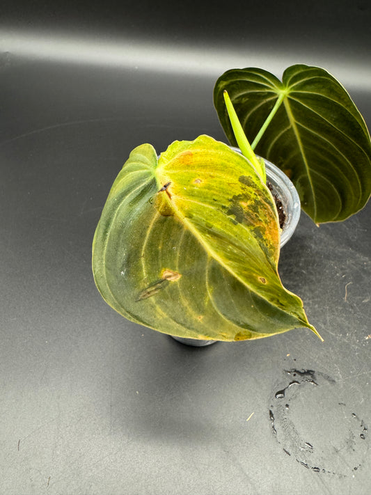 Philodendron melanochrysum variegata