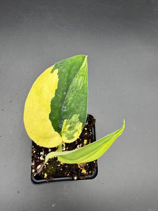 Scindapsus Jade Satin Aurea variegata