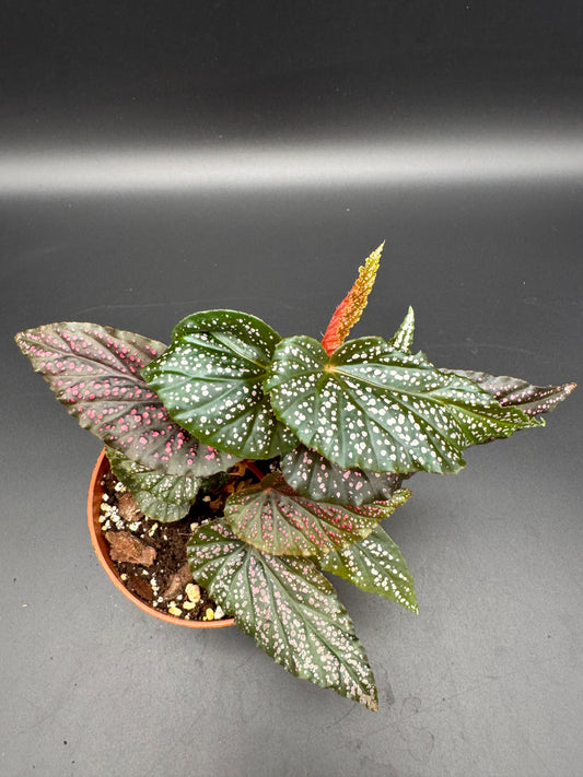 Begonia Angel Wings benigo pink
