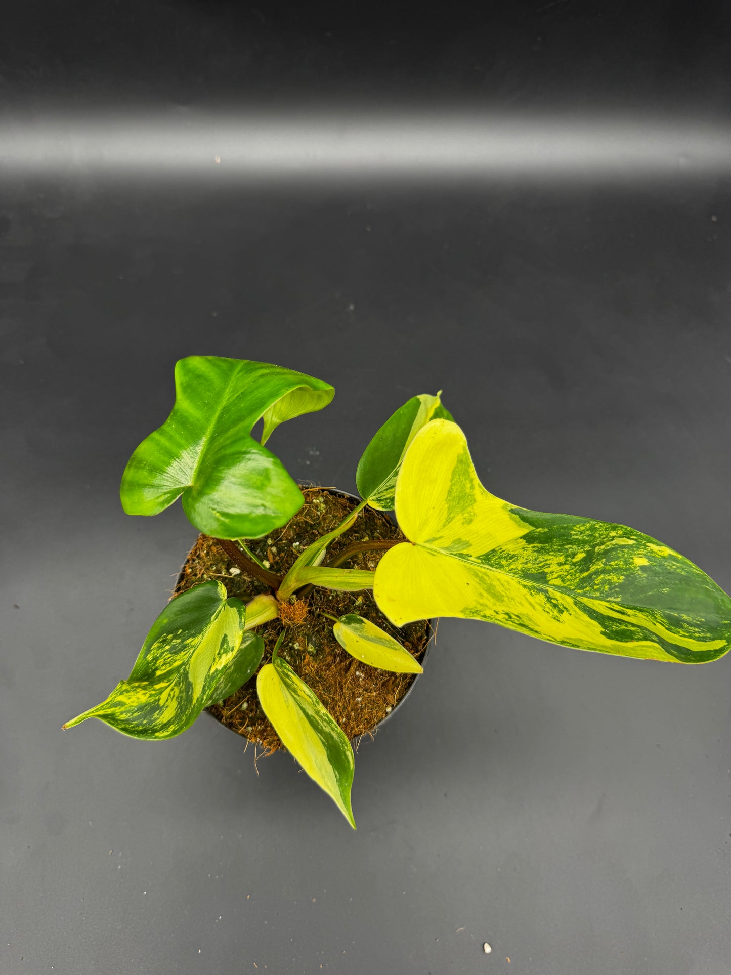 Philodendron Florida Beauty