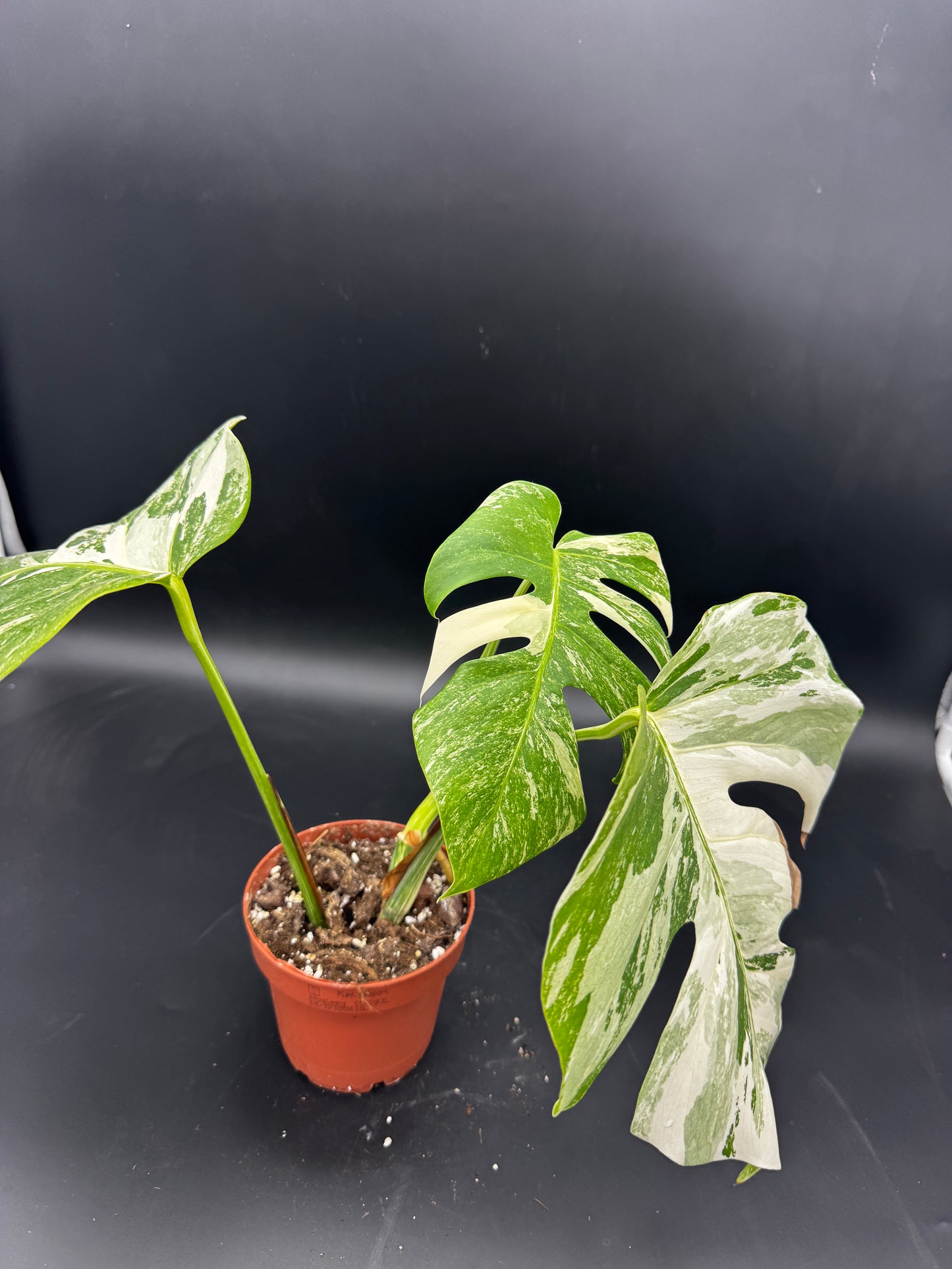 Monstera deliciosa variegata