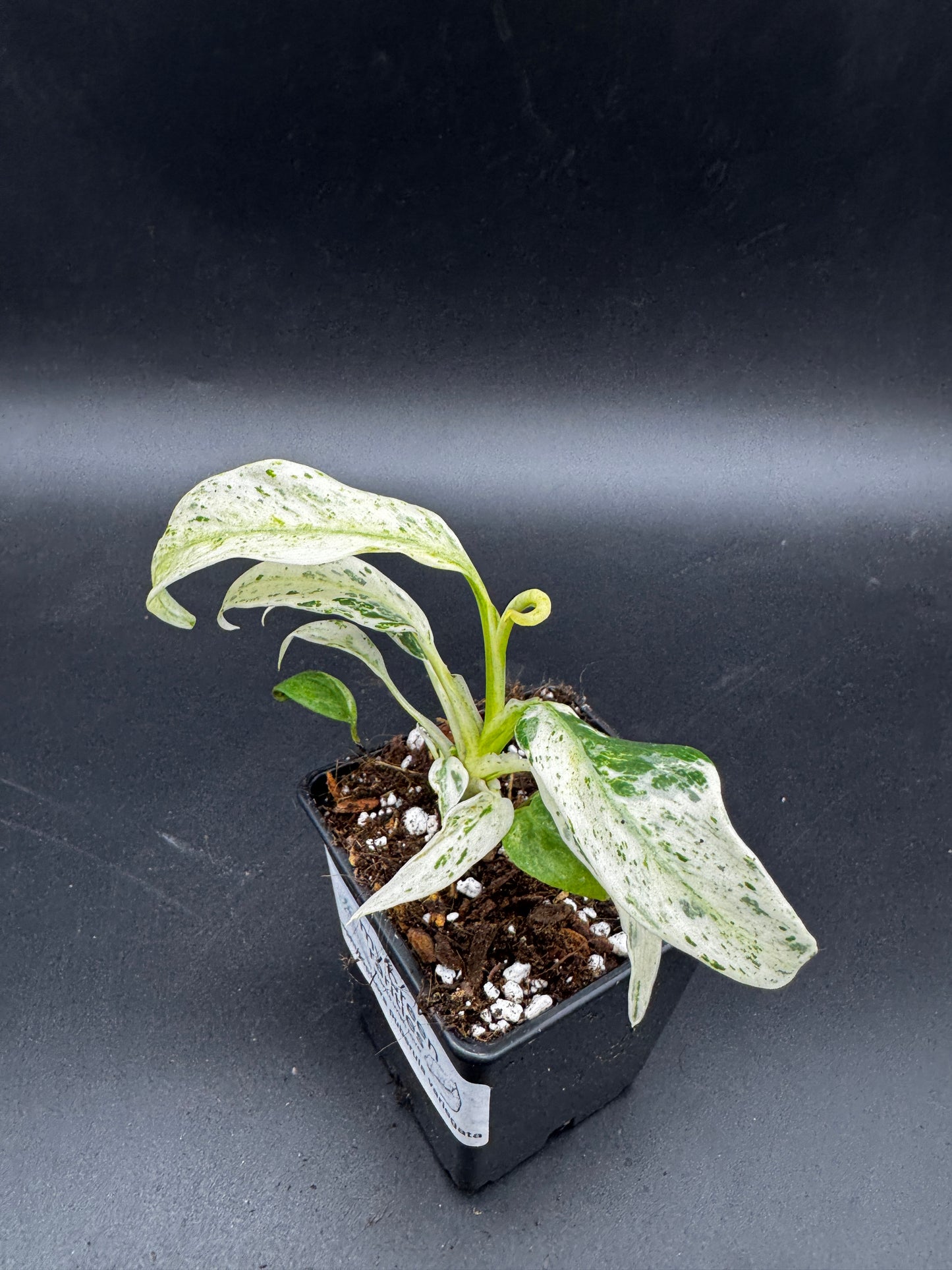 Rhaphidophora Puberula variegata