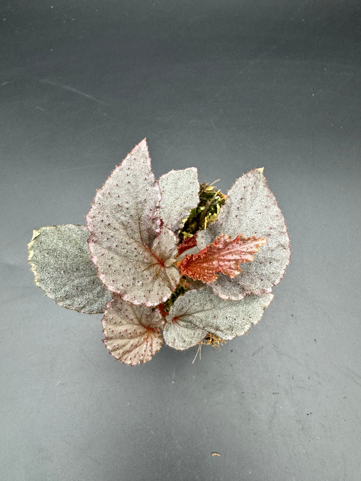 Begonia Lamriana Silver
