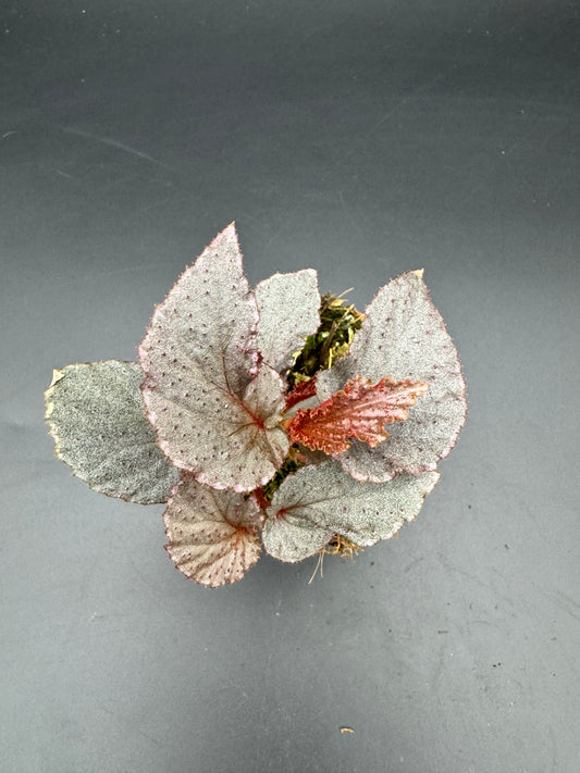 Begonia Lamriana Silver