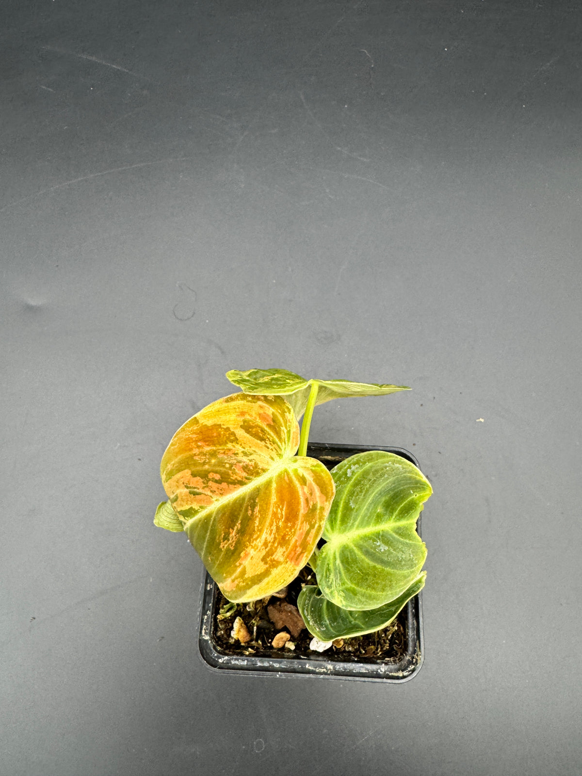 Philodendron melanochrysum variegata