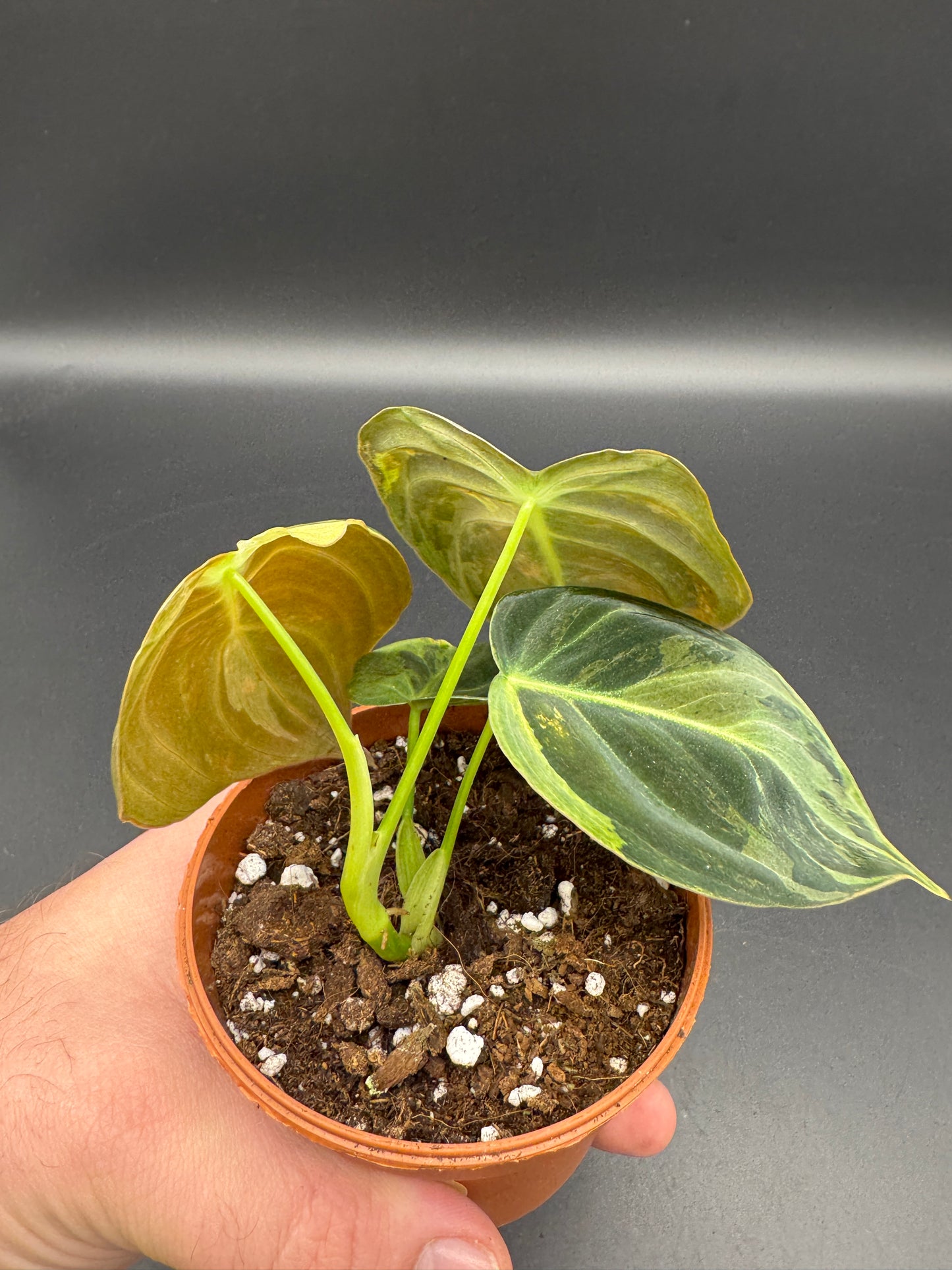 Philodendron melanochrysum variegata
