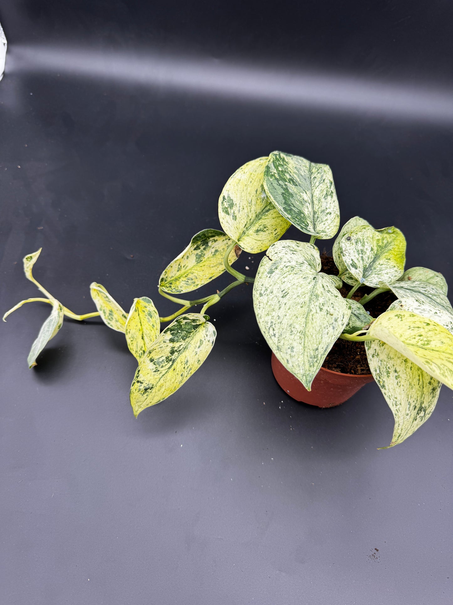 Scindapsus Jade Satin Creme brulee