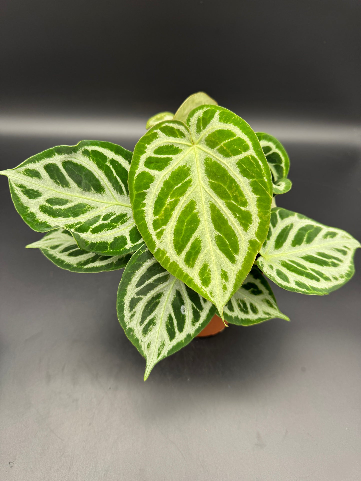 Anthurium crystallinum Silver Blush