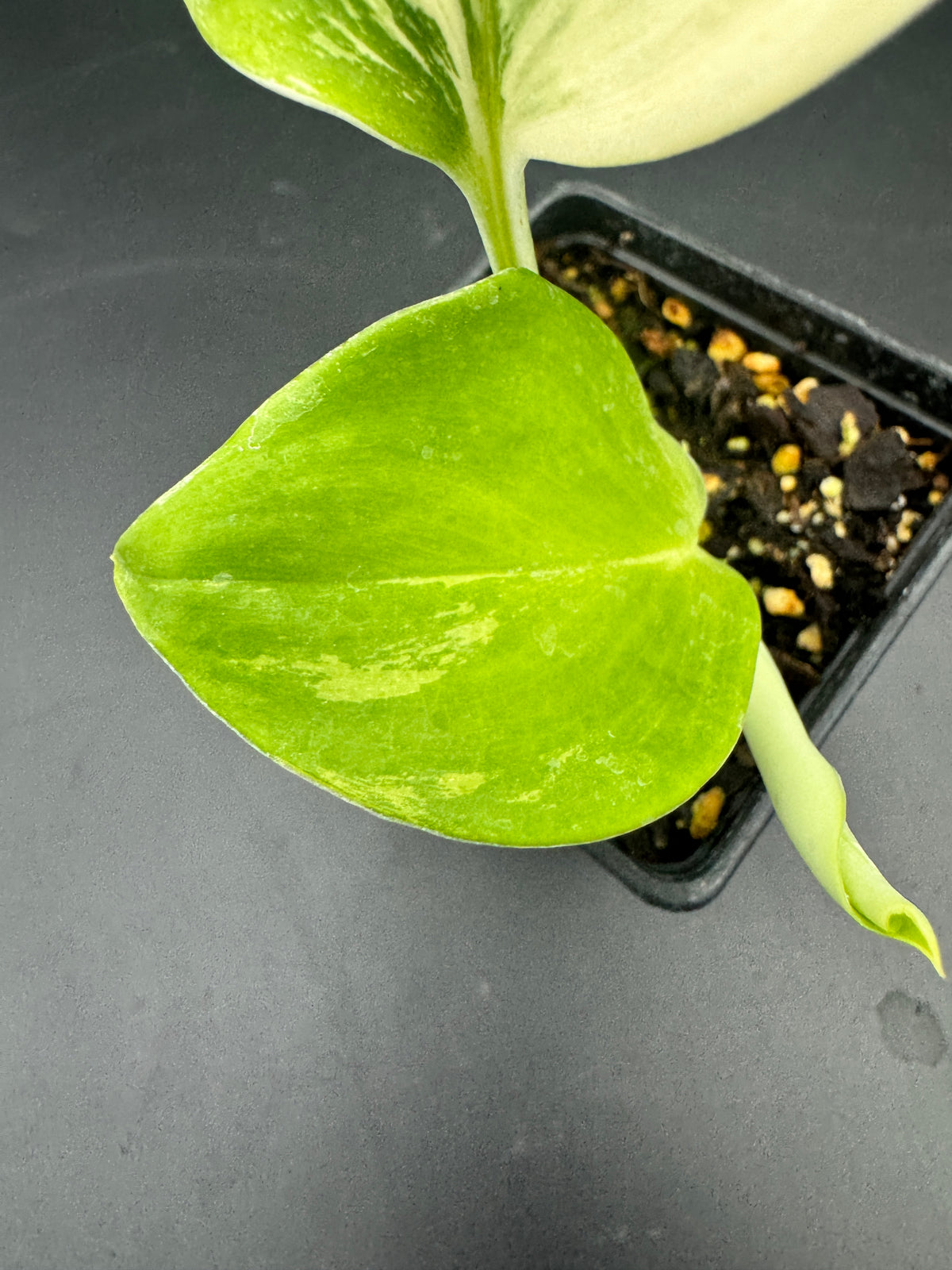 Scindapsus treubii moonlight Tricolor