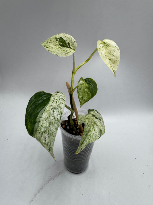 Epipremnum pinnatum Cebu Blue Marble variegata