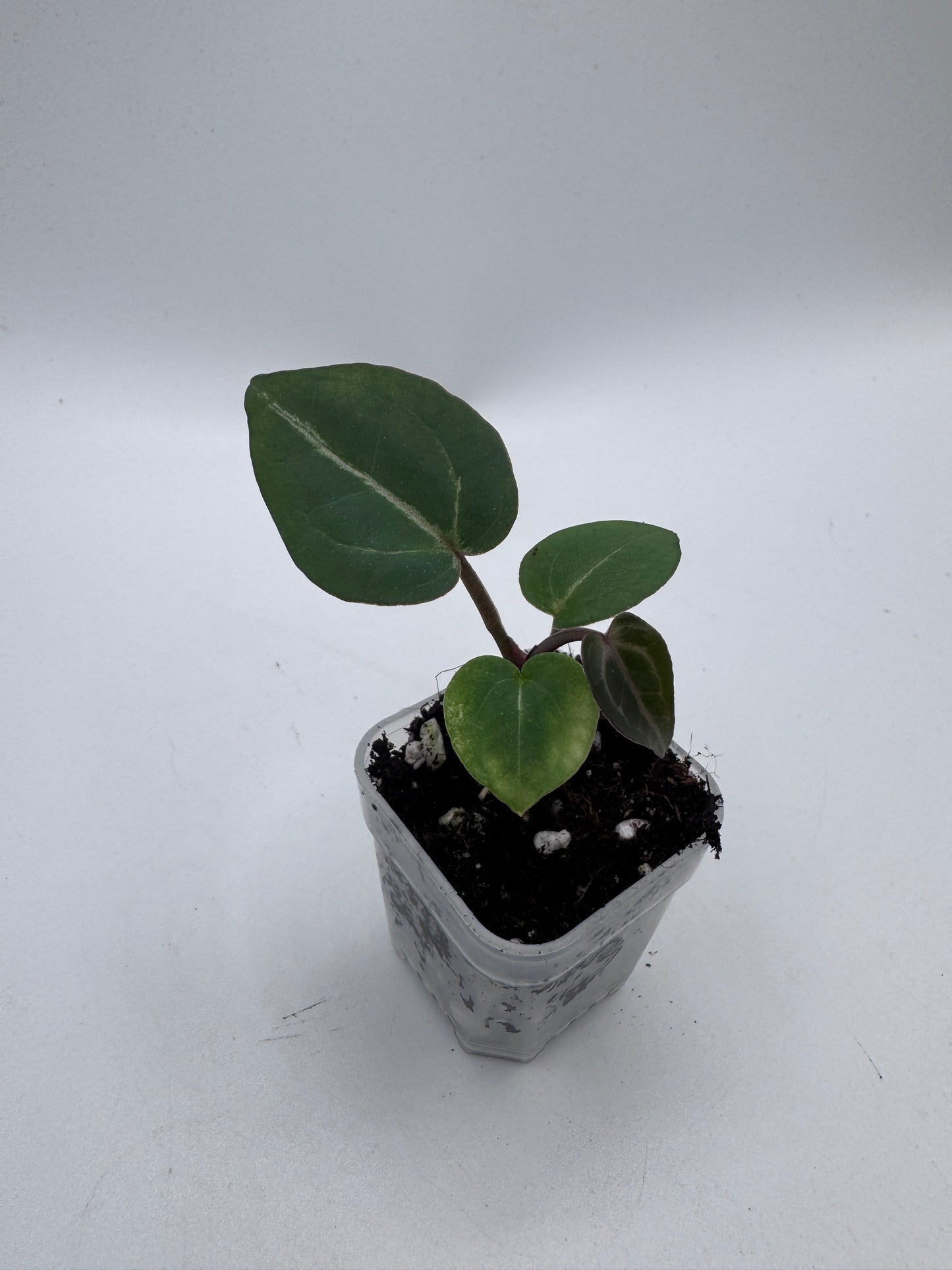 Anthurium Michelle x Michelle