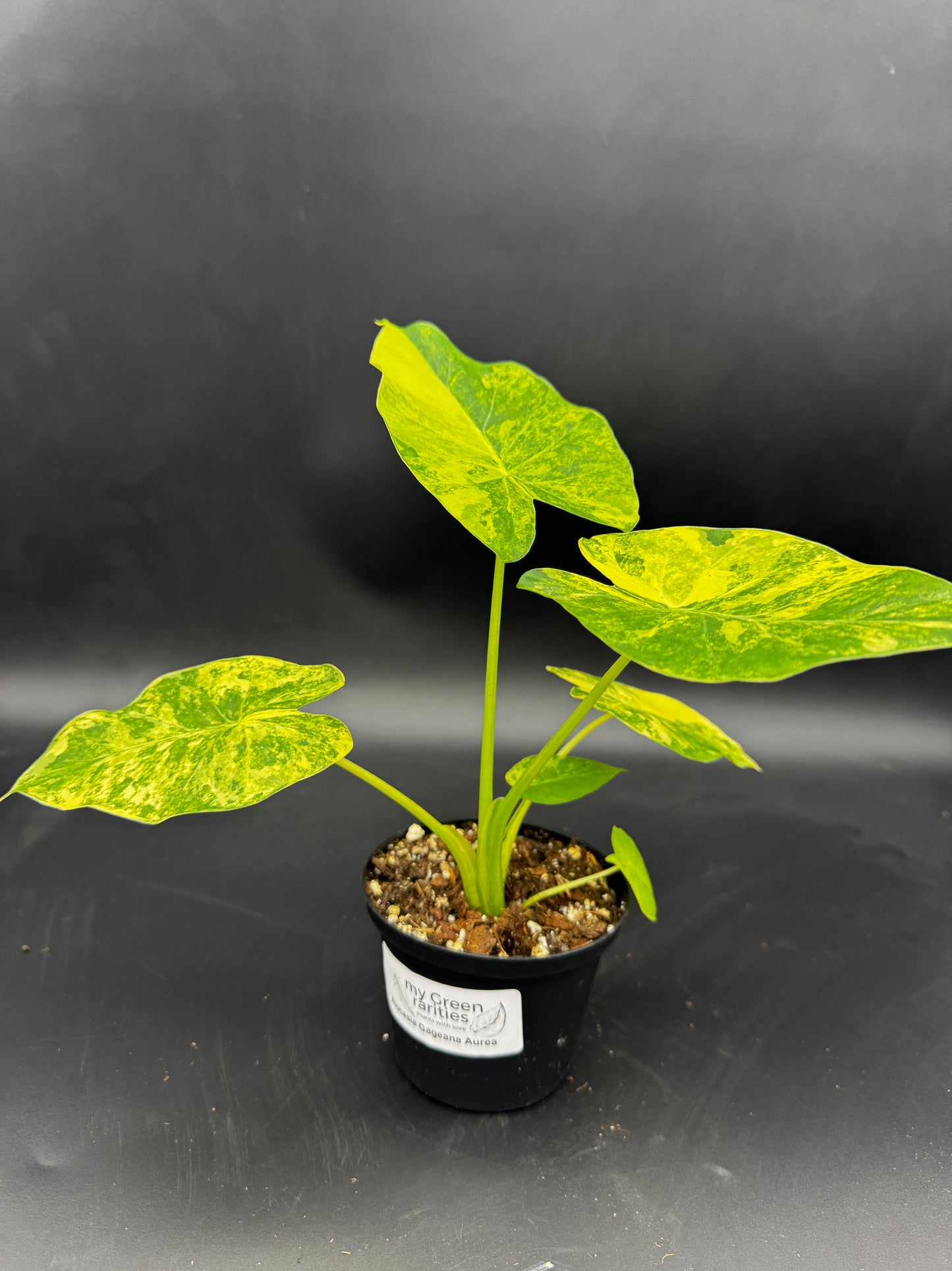 Alocasia Gageana Aurea