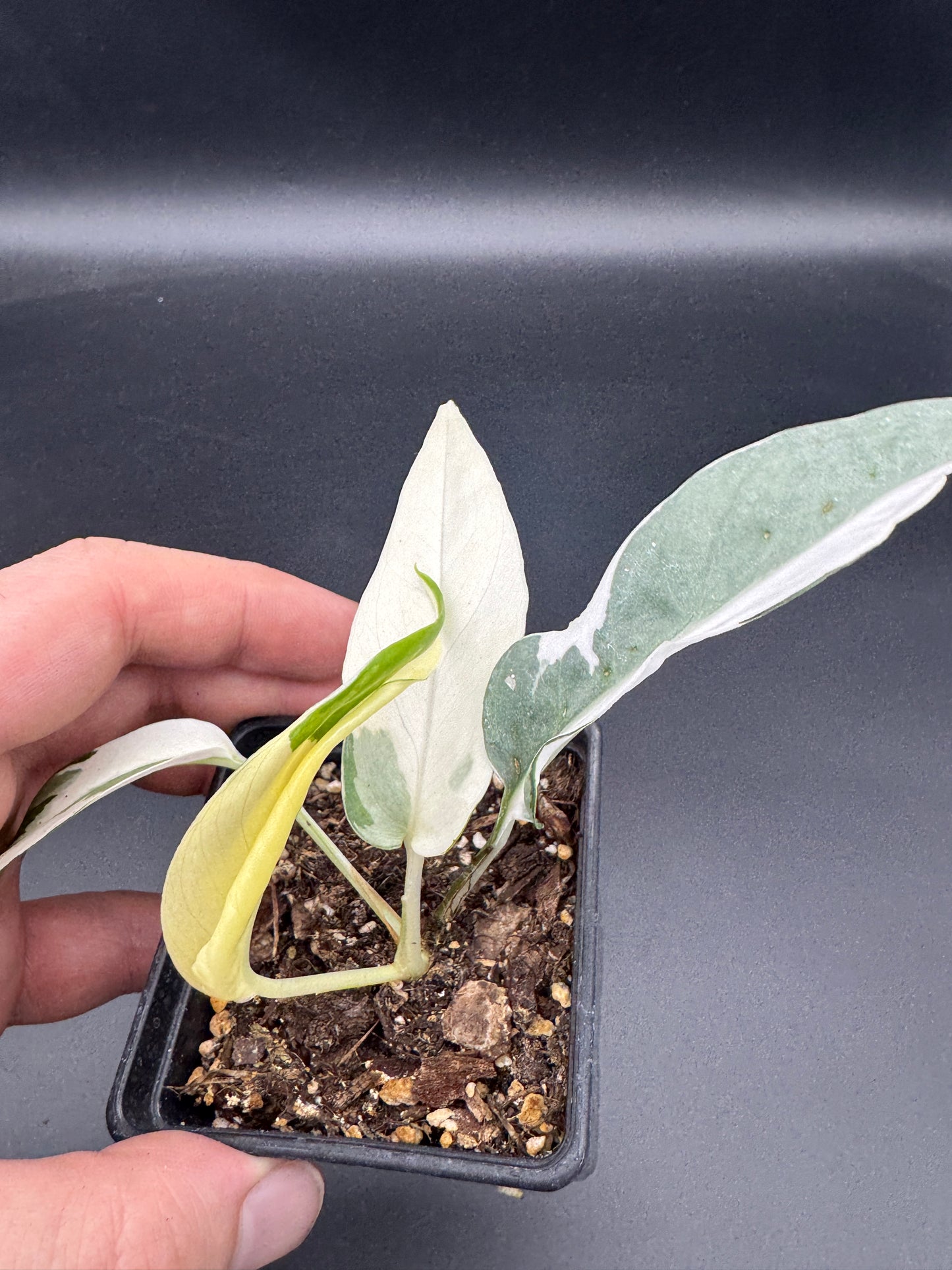 Epipremnum pinnatum Ghostie