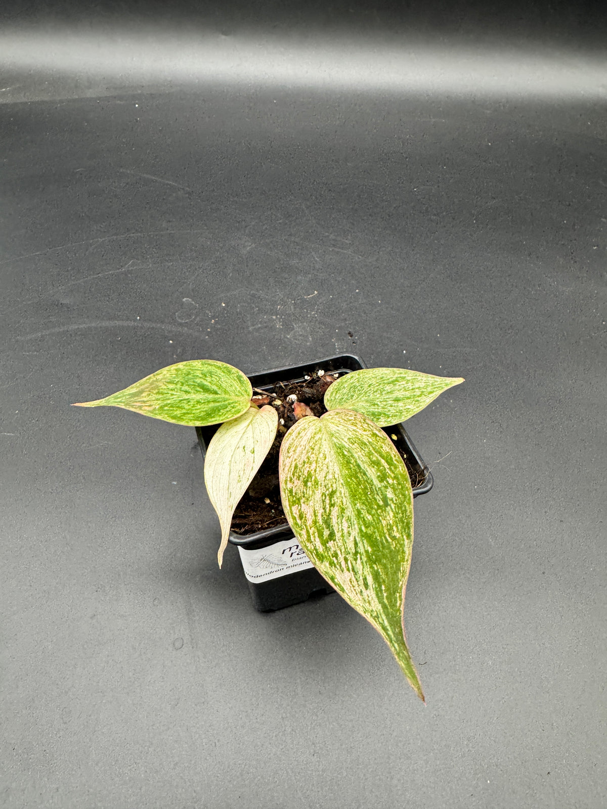 Philodendron micans pink marble variegata