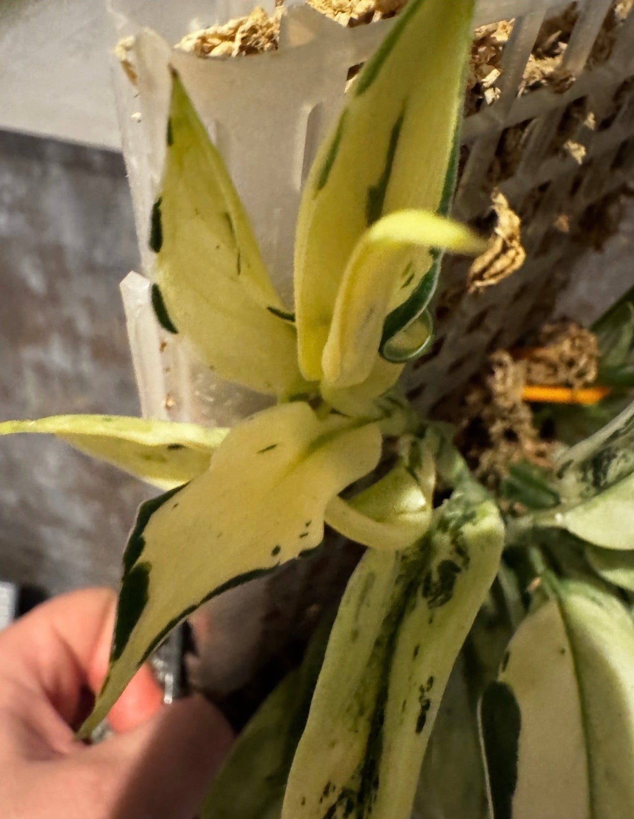 Scindapsus super Star