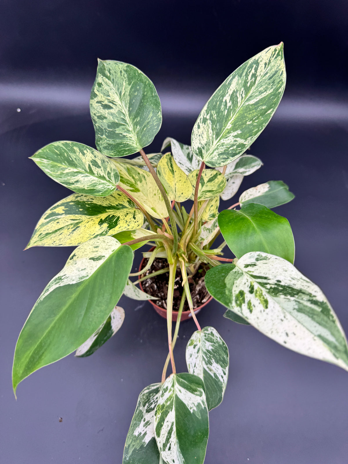 Philodendron Emerald Queen Variegata