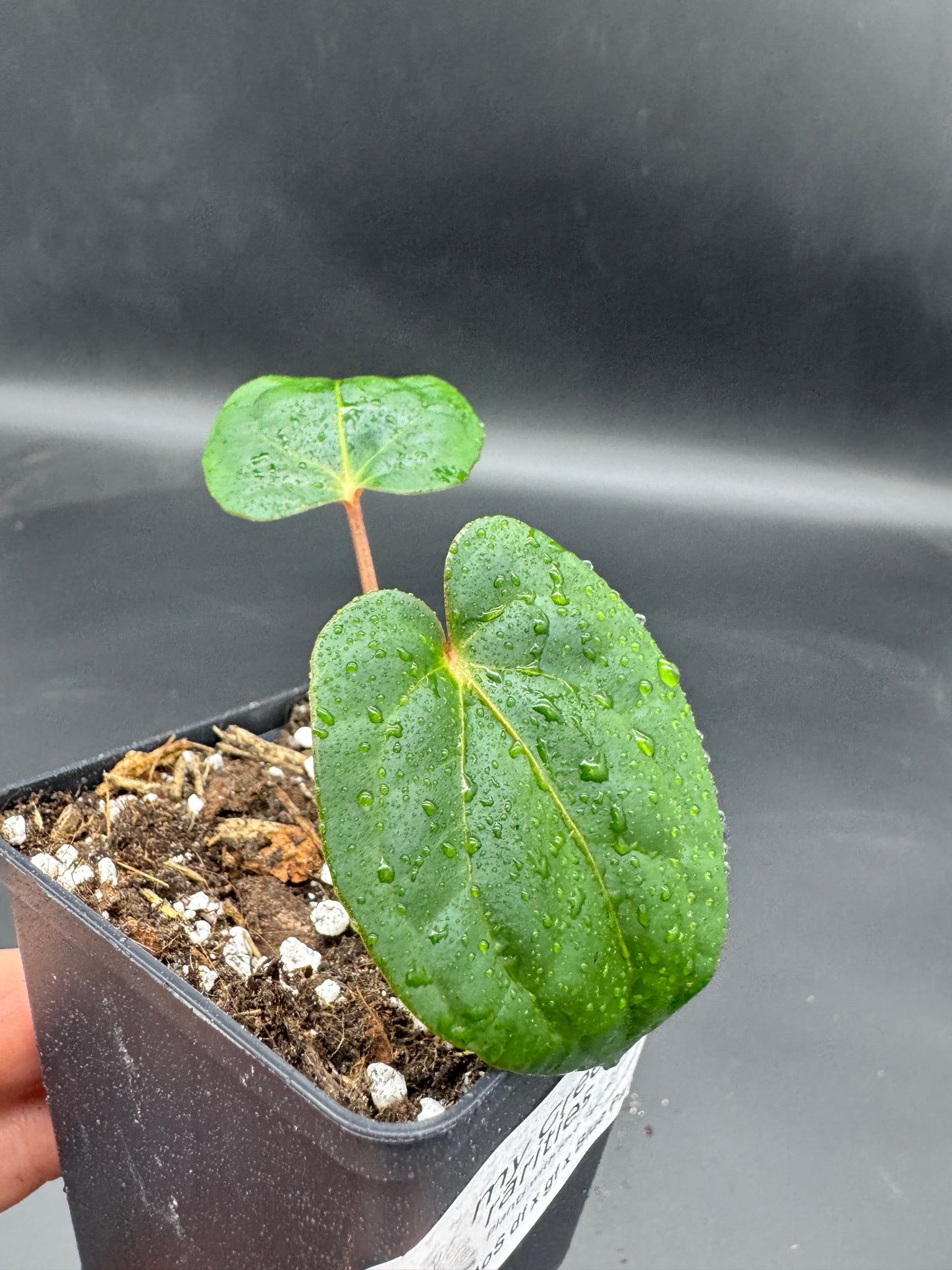 Anthurium Ace of spades df x gf x blue Papillilaminum