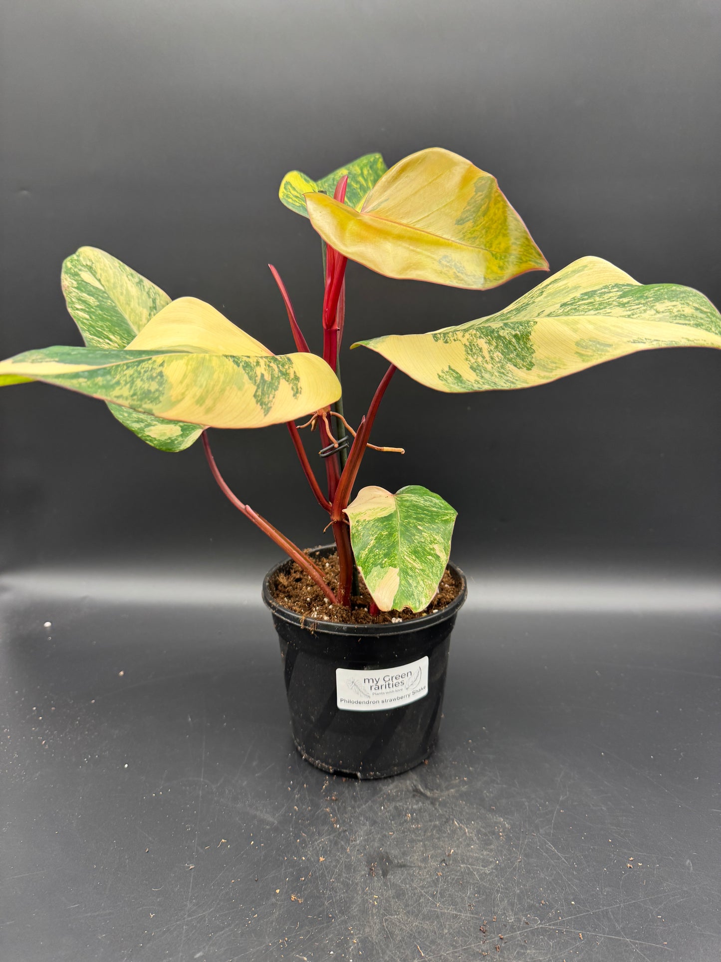 Philodendron Strawberry Shake