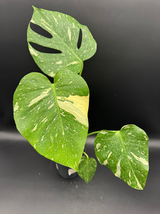 Monstera Thai Constellation