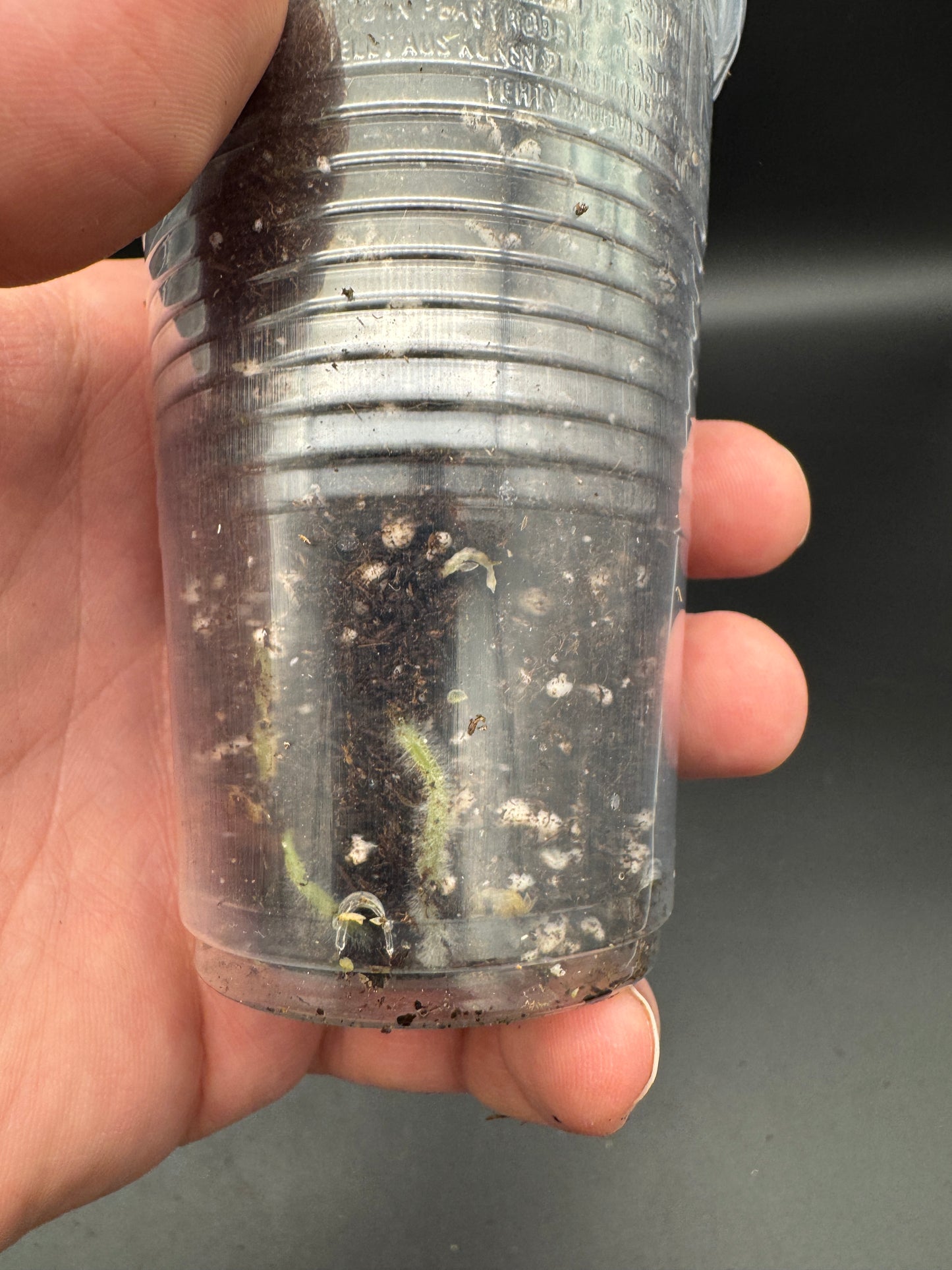 Anthurium AoS dfxgf × Michelle