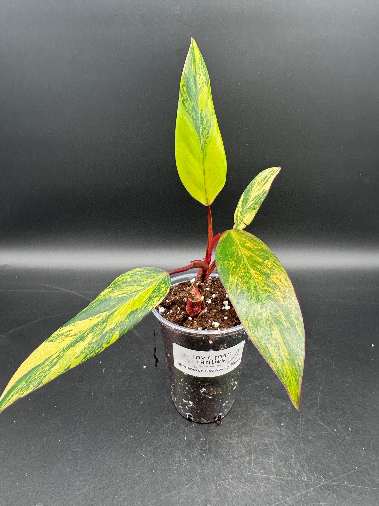 Philodendron strawberry Shake