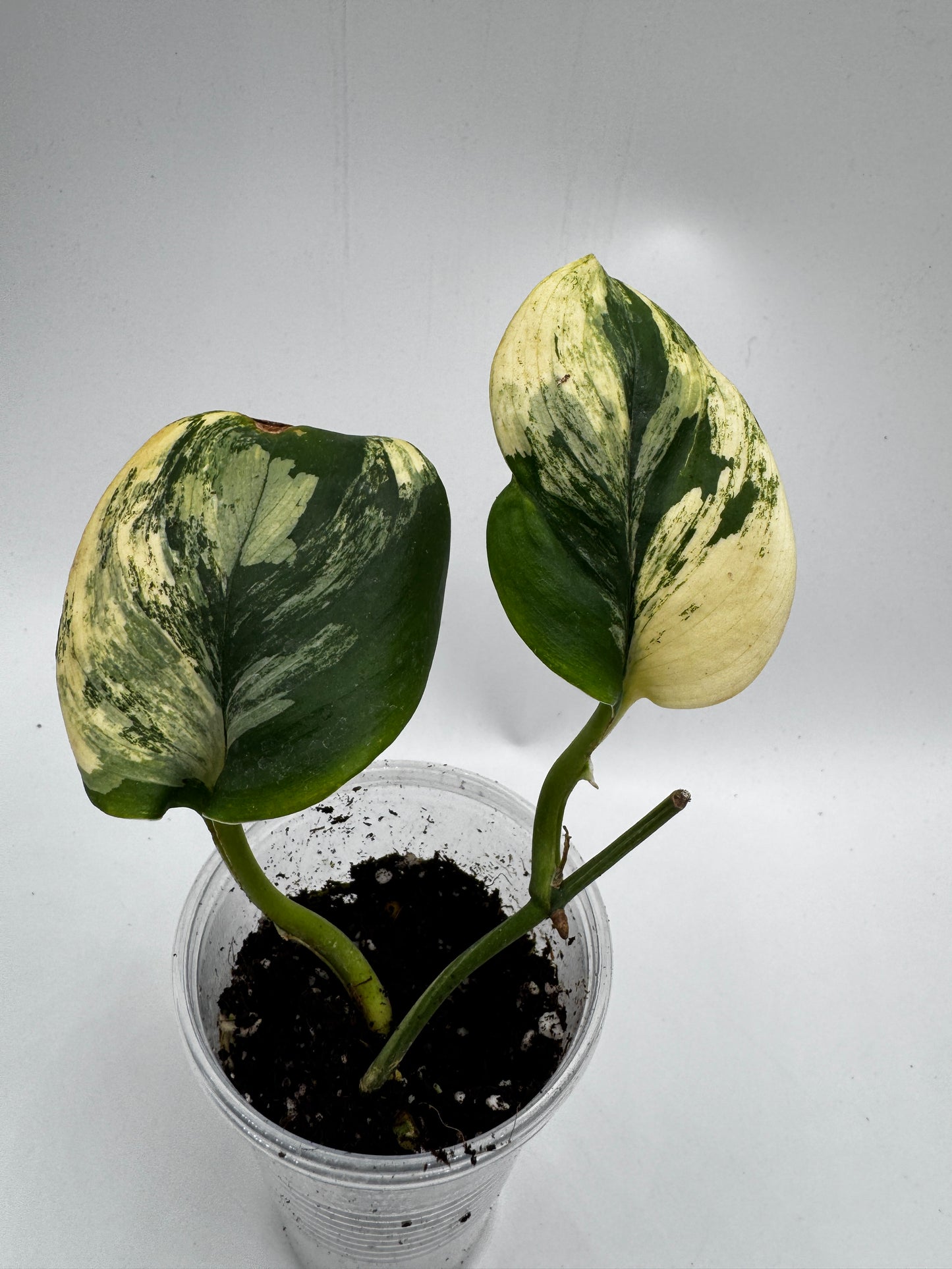 Scindapsus treubii moonlight Tricolor