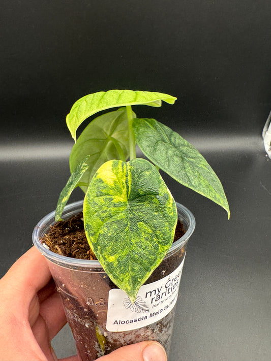 Alocasia melo aurea variegata mit mind. 1-2 Rhizomen