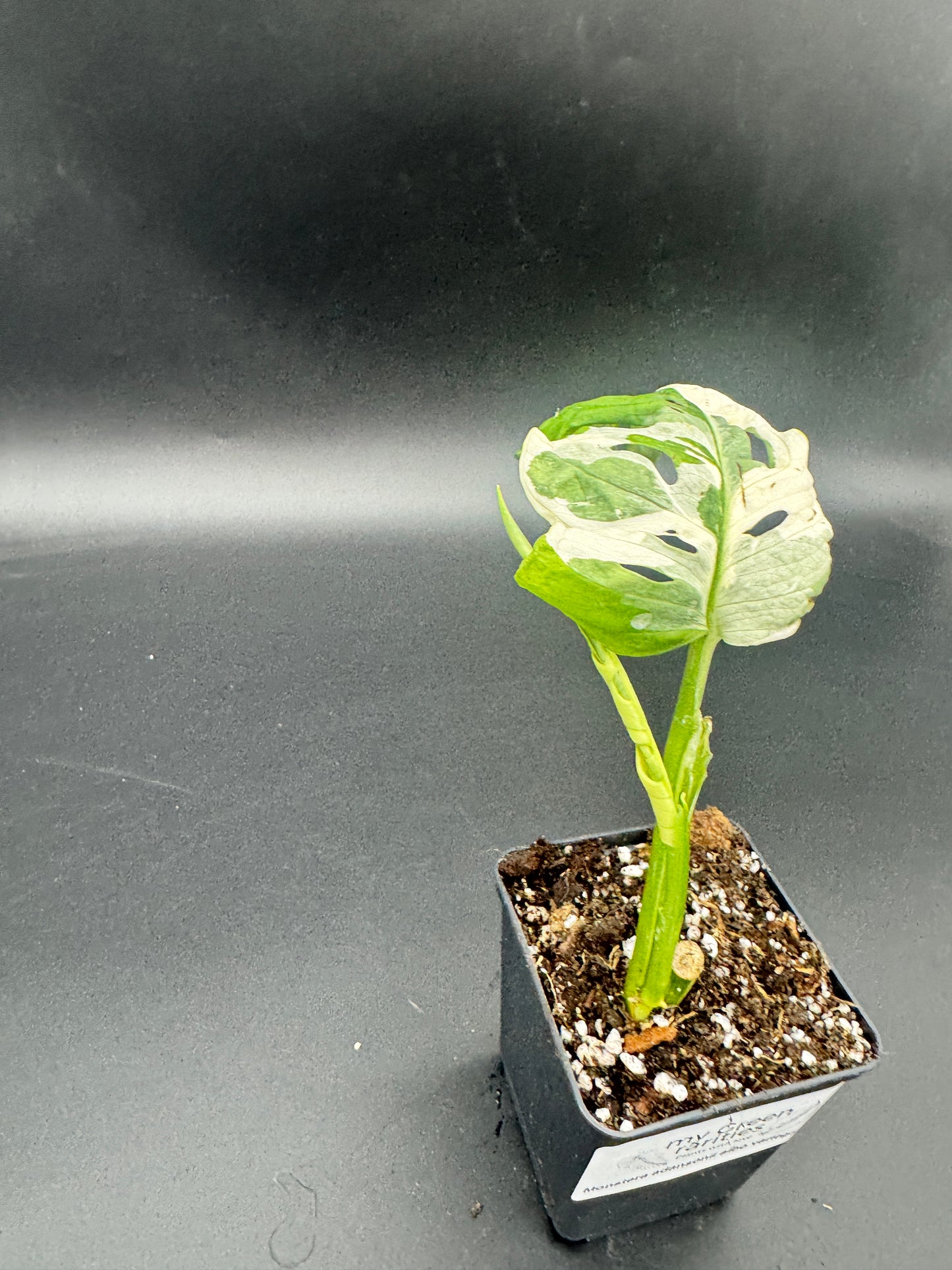 Monstera Adansonii Albo variegata