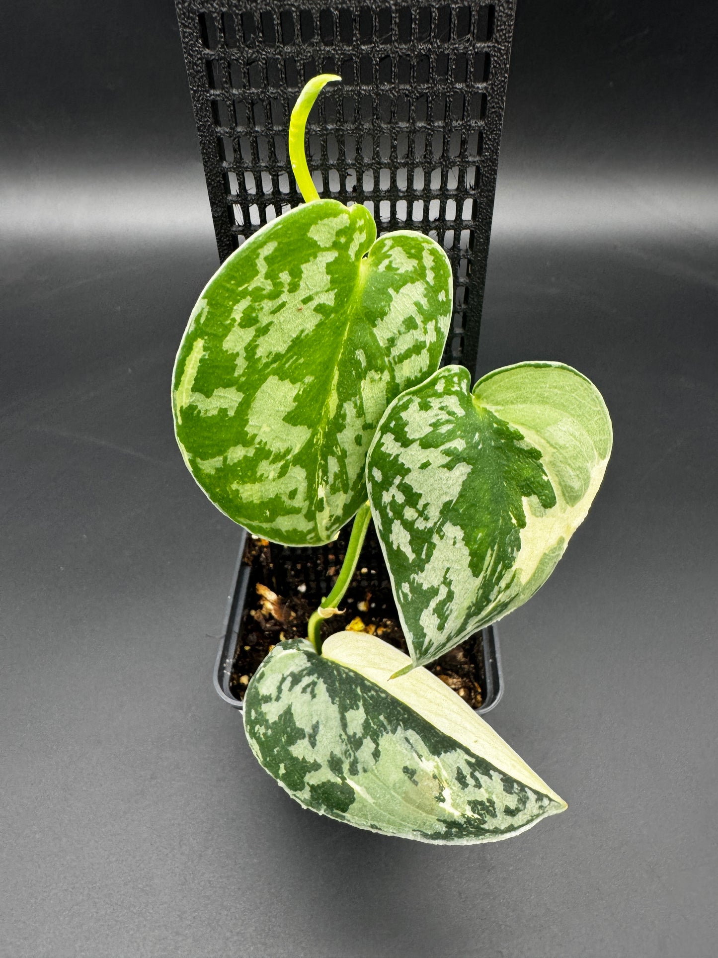 Scindapsus Mayari