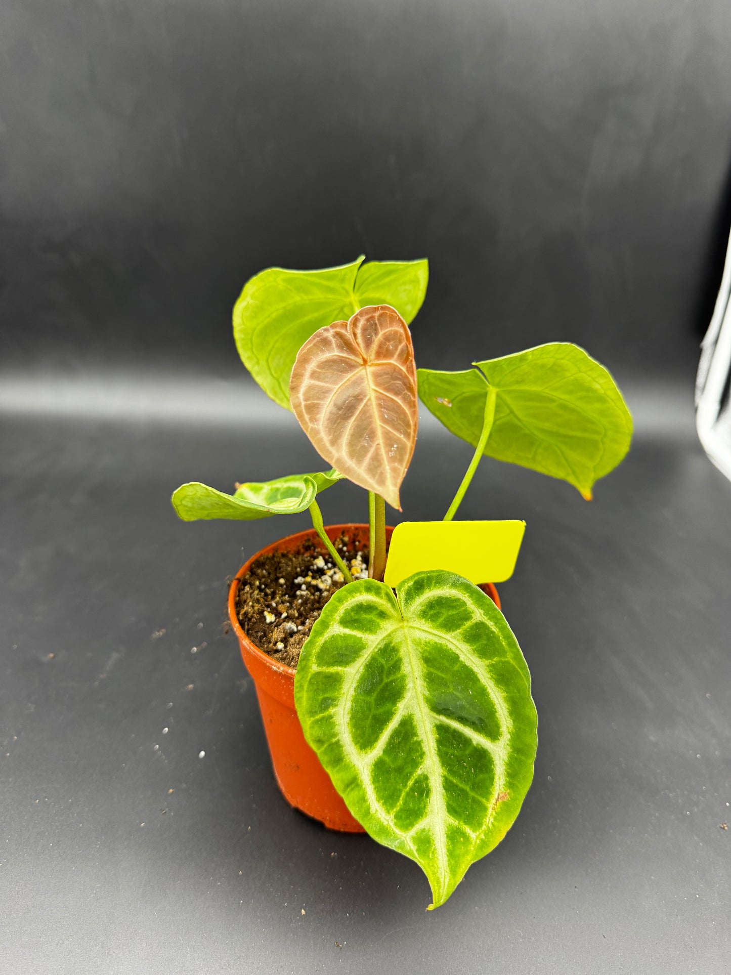 Anthurium crystallinum Silver Blush