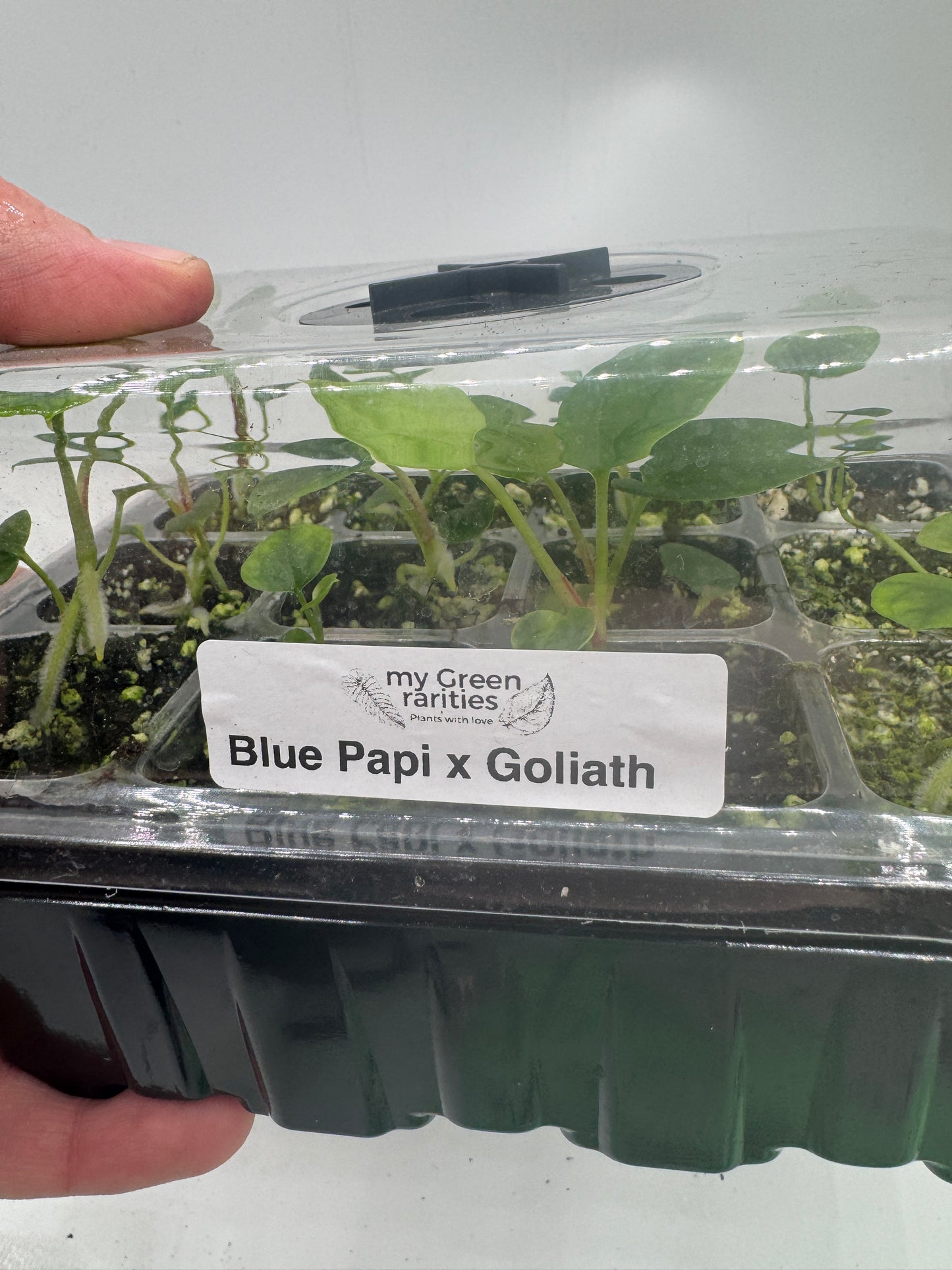 Anthurium Blue Papi X Goliath (1 Pflanze)