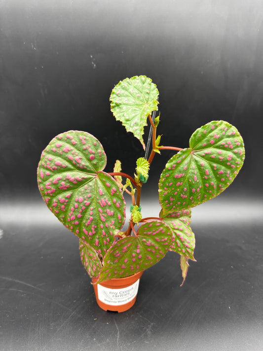 Begonia Muara Wahau