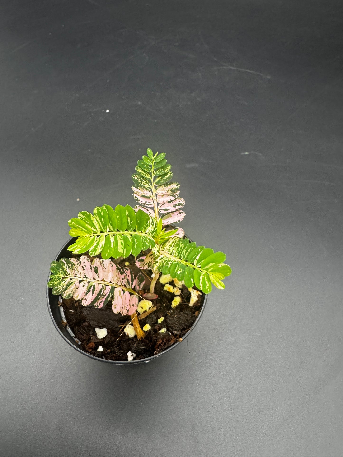 Phyllanthus Urinaria Pink Variegata