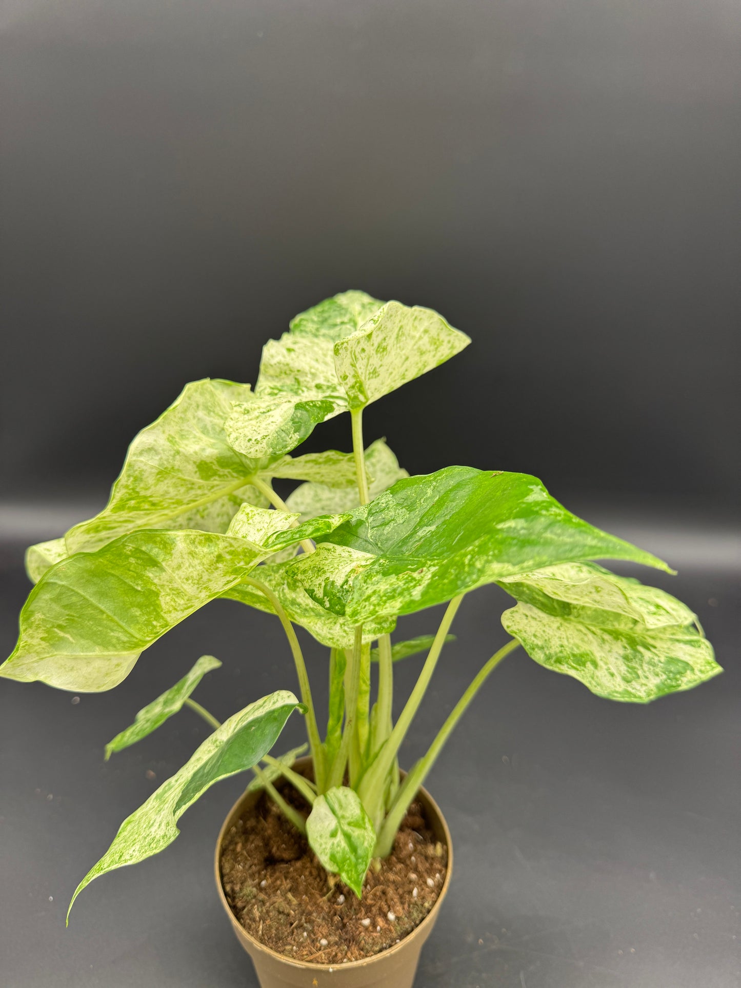 Alocasia macrorrhizos 'Splash'