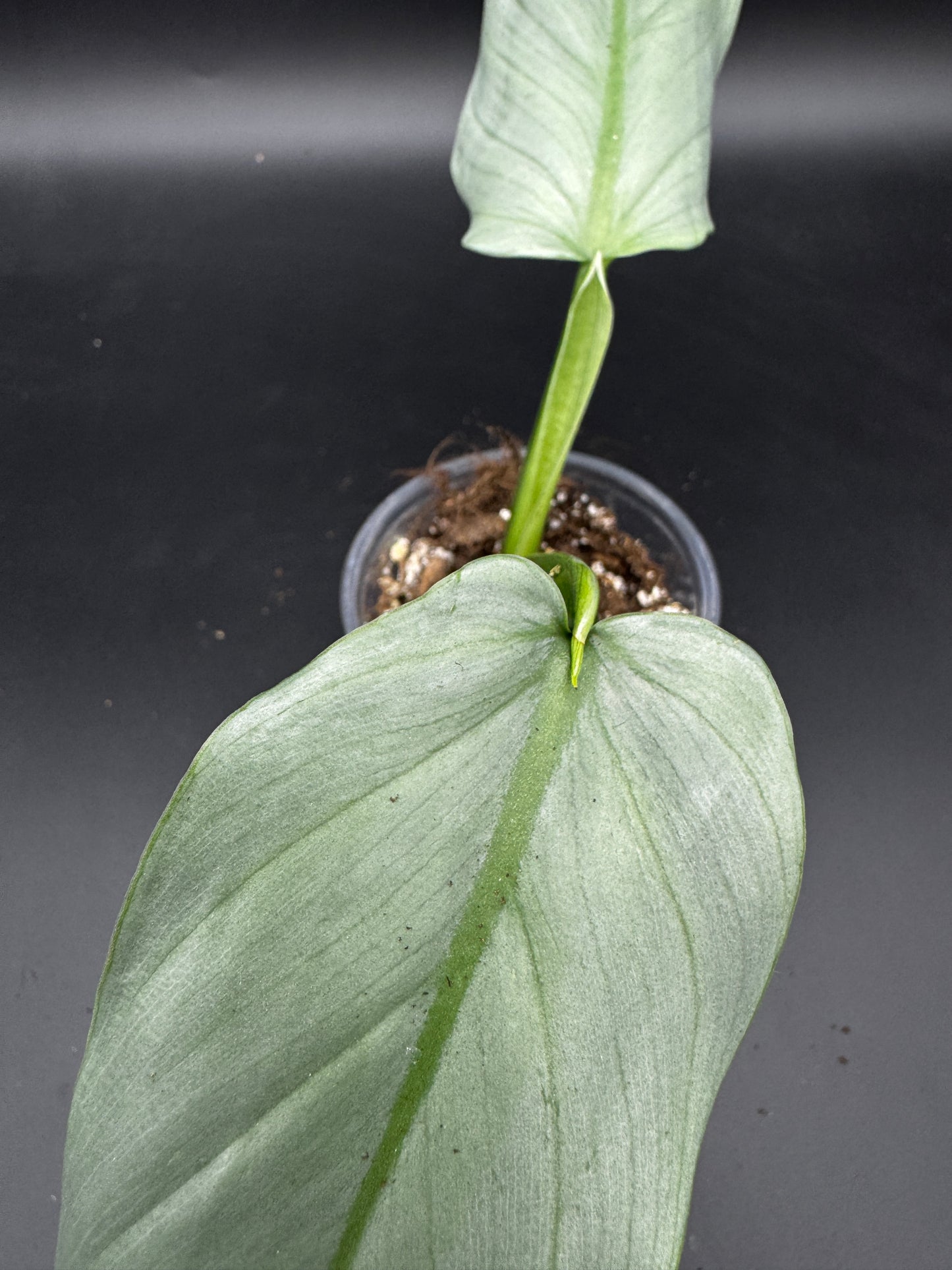 Silver Sword variegata