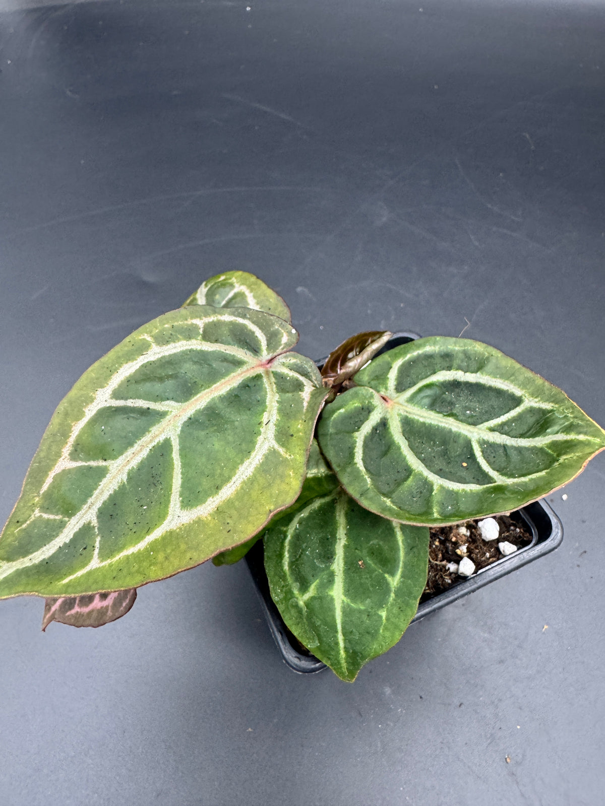Anthurium Michelle x Michelle