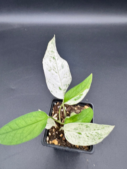 Epipremnum pinnatum cebu Blue Marble variegata