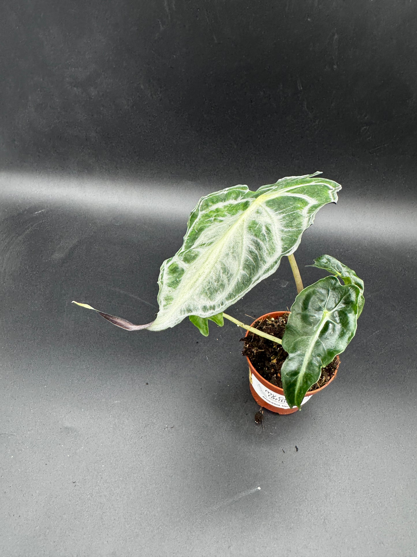 Alocasia Venom
