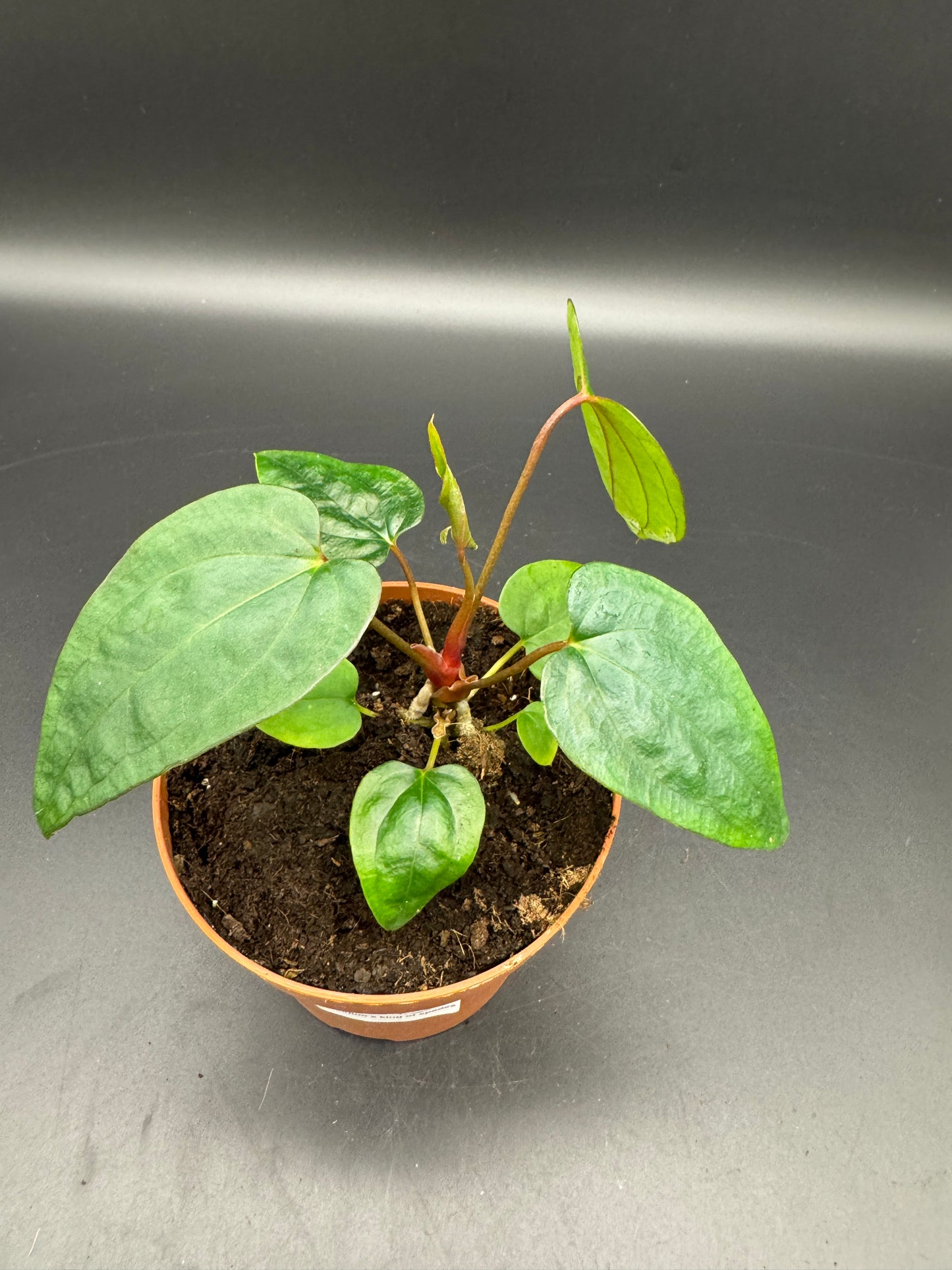 Anthurium papillilaminum x King of Spades